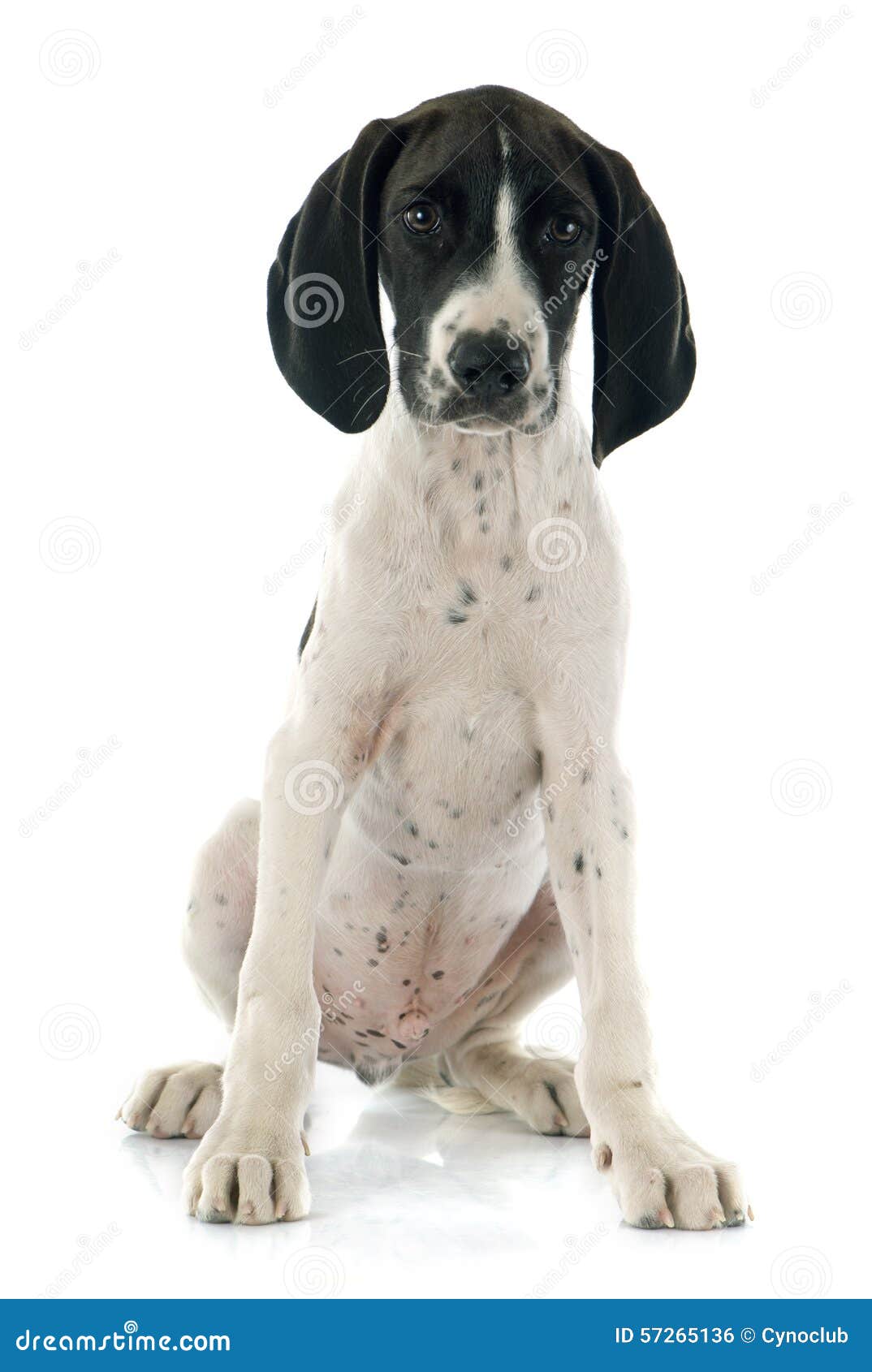 31 Poitevin Dog Photos Free Royalty Free Stock Photos From Dreamstime