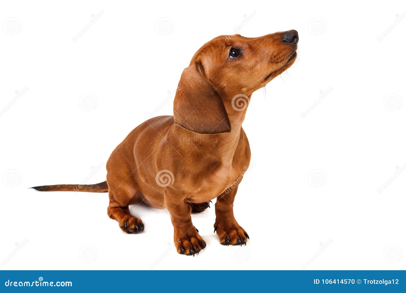 Puppy Breed Smooth-haired Dachshund, Isolated on White Background. Stock  Photo - Image of pedigreed, animal: 106414570