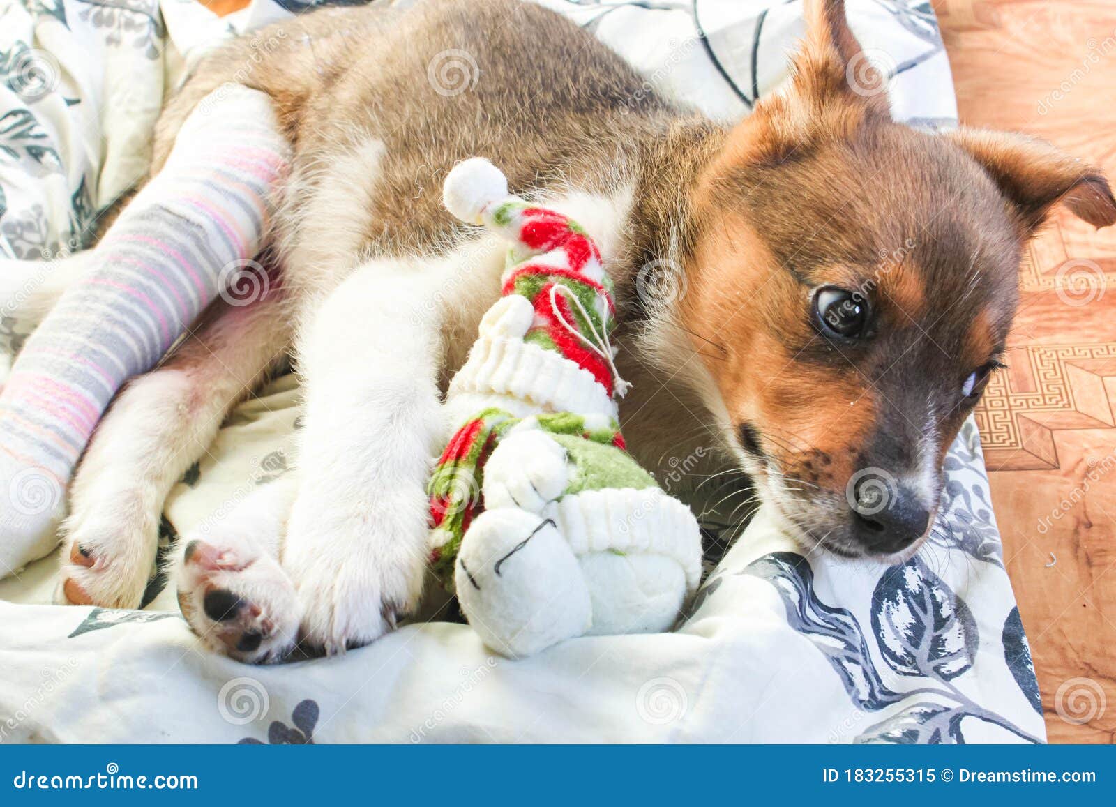 Puppy With A Broken Paw And Plaster Stock Image Image Of Animal puppy-with-a-broken-paw-and-plaster-stock-image-image-of-animal