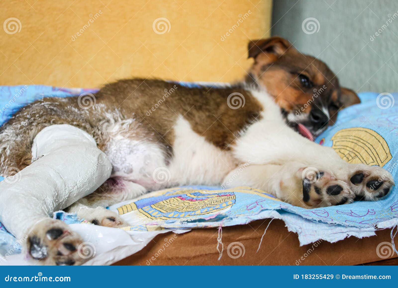 Puppy With A Broken Paw And Plaster Stock Image Image Of Domestic puppy-with-a-broken-paw-and-plaster-stock-image-image-of-domestic