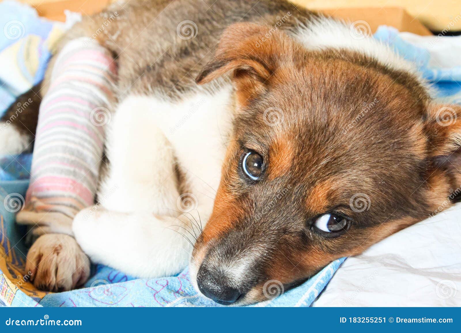 Puppy With A Broken Paw And Plaster Stock Image Image Of Health puppy-with-a-broken-paw-and-plaster-stock-image-image-of-health