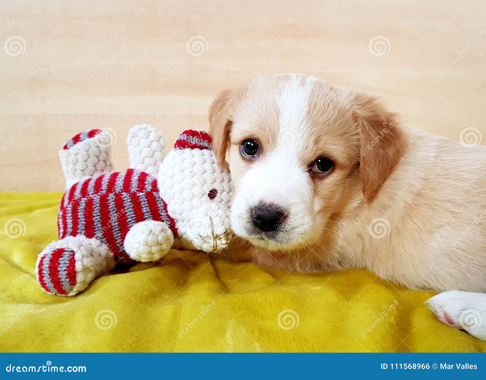 teddy bear brown dog