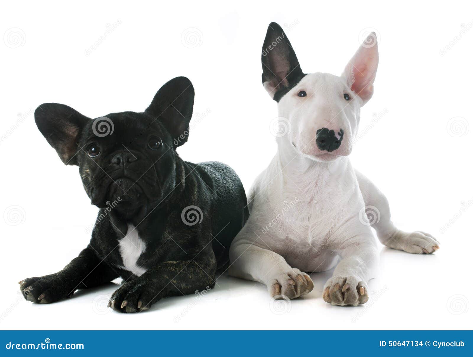 Image Result For Staffy X French Bulldog Image Result For Staffy X French Bulldog