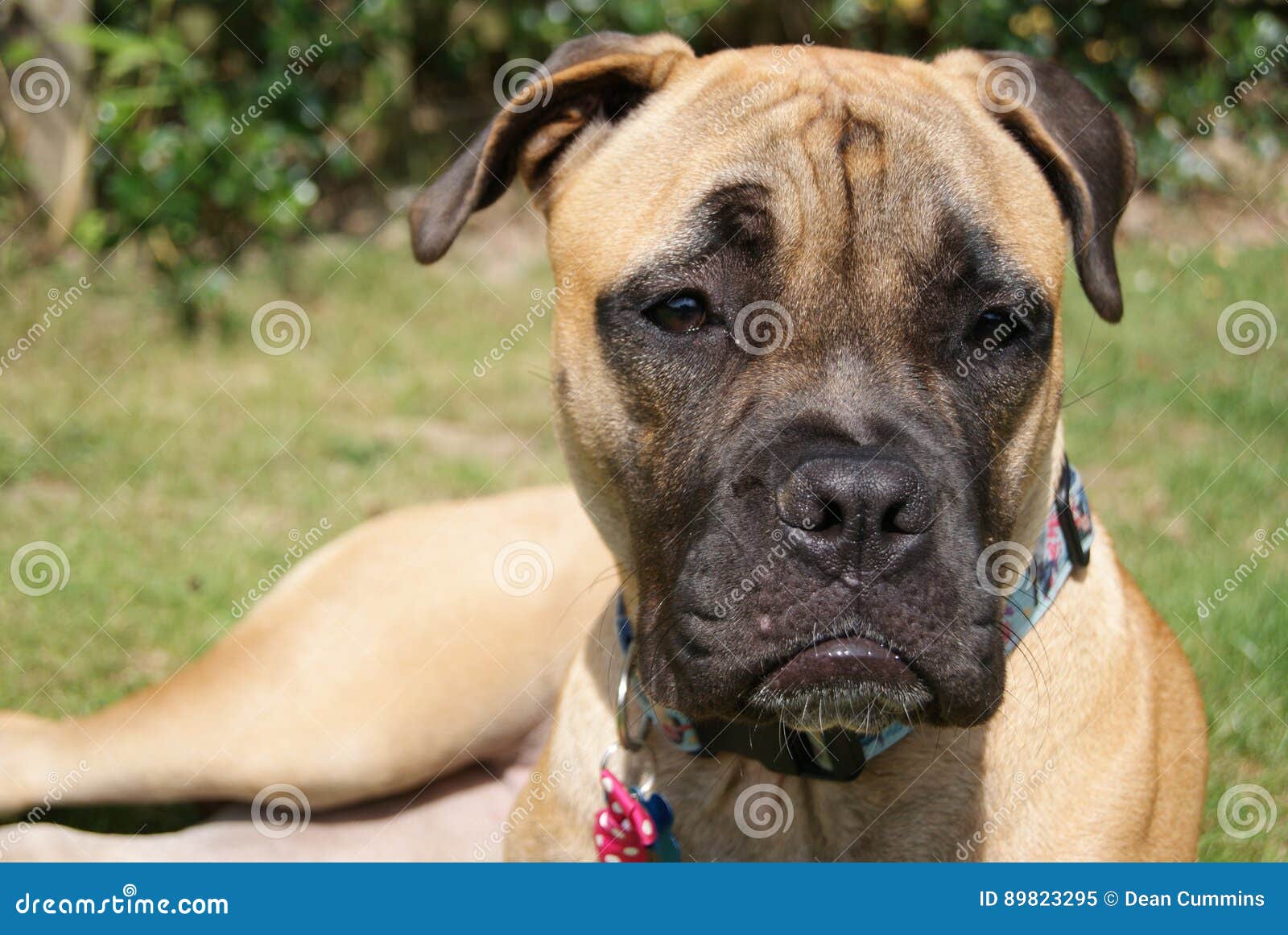 puppy bullmastiff portrait