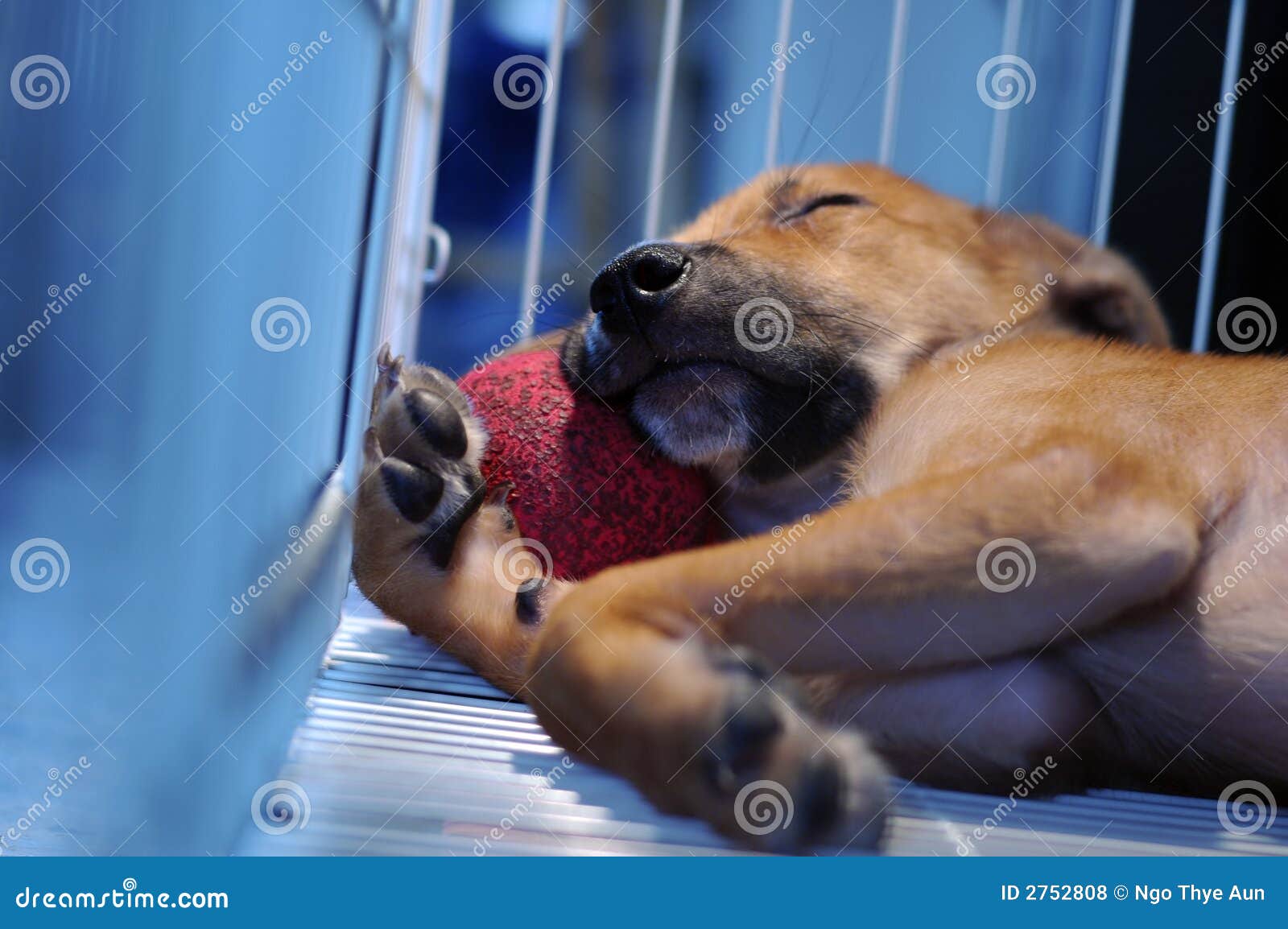 Puppy in cage stock photo. Image of sleeping, life, puppy 2752808