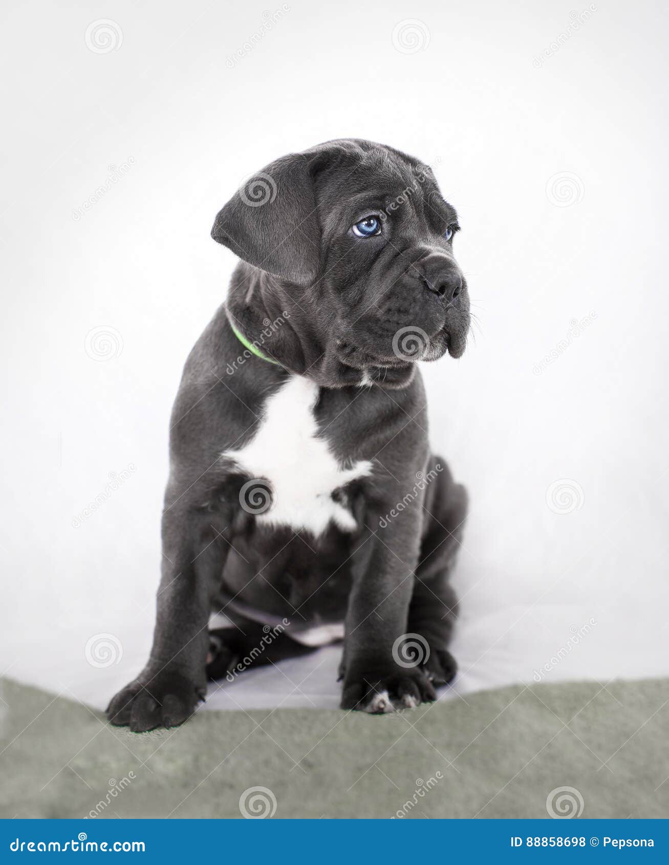 Puppy Cane Corso Gray Color on the Background Stock Photo Image of