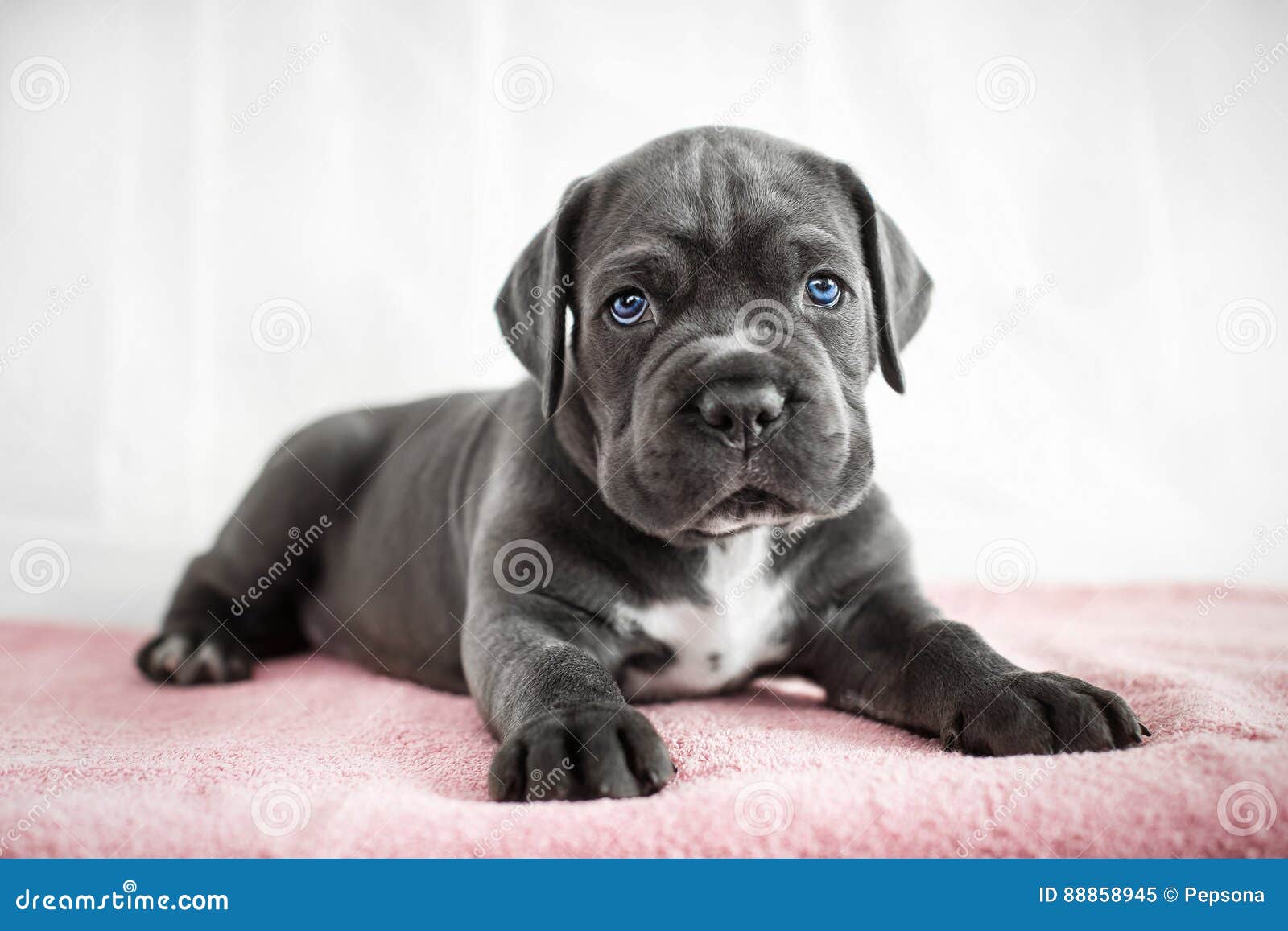 Puppy Cane Corso Gray Color On The Background Stock Image