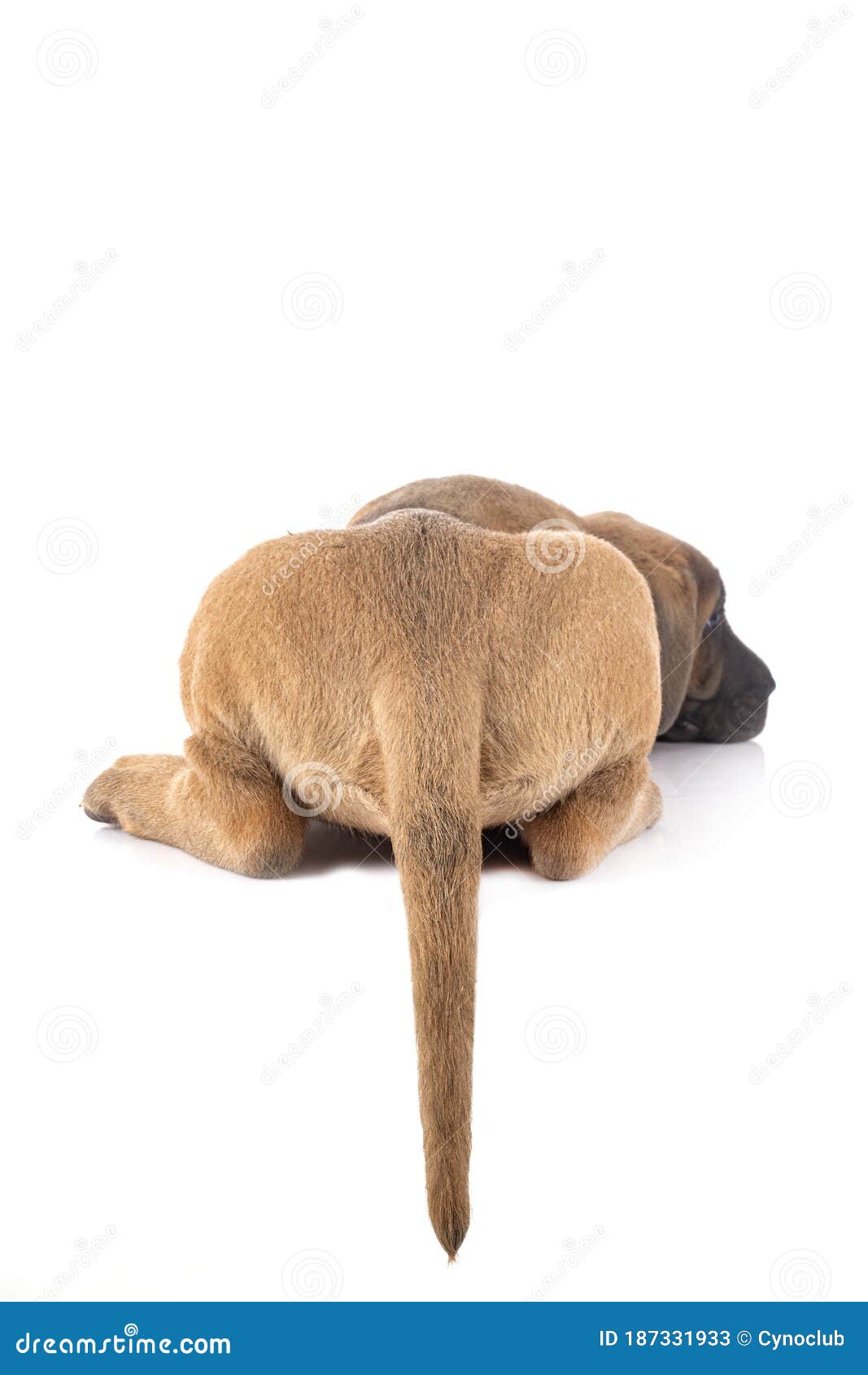 italian mastiff stuffed animal