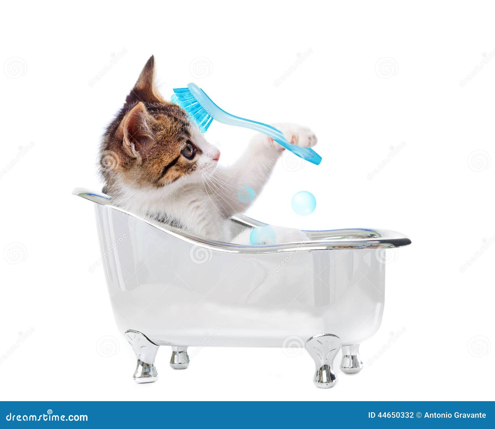 Puppy cat in the bathtub stock photo. Image of tabby 44650332