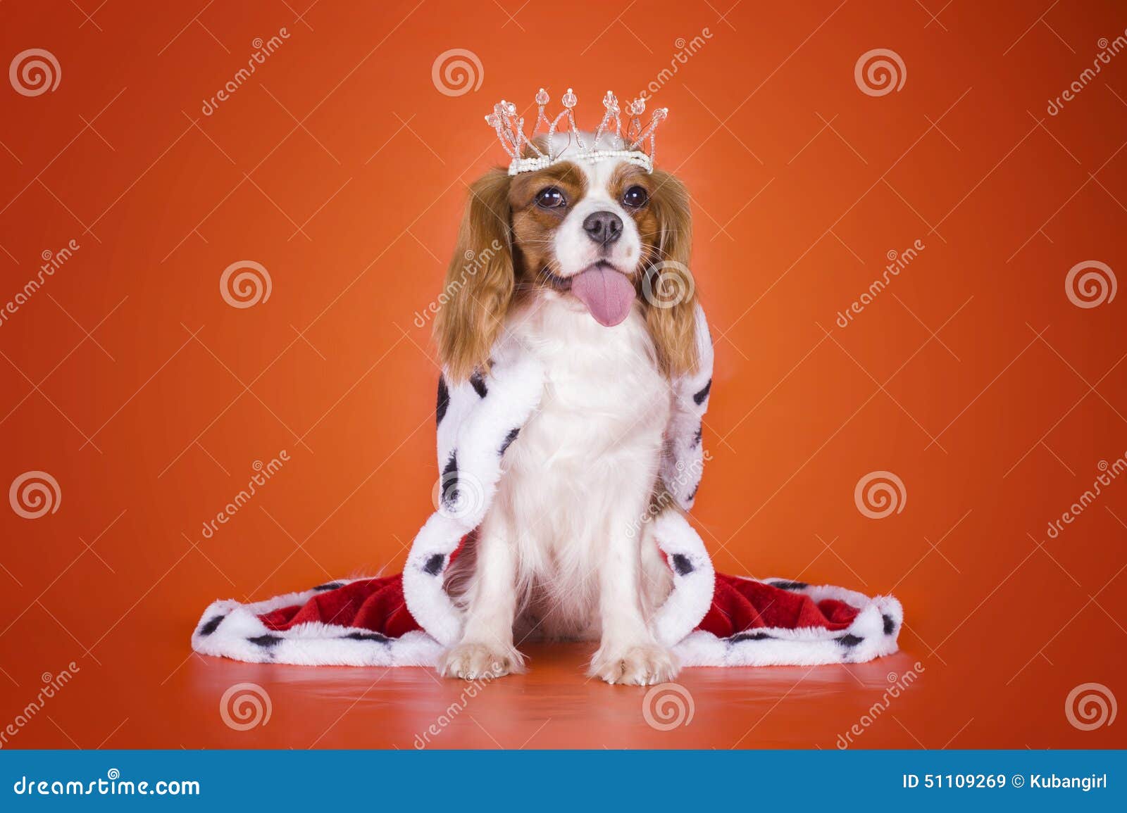 puppy cavalier king charles spaniel in a suit of the queen on or