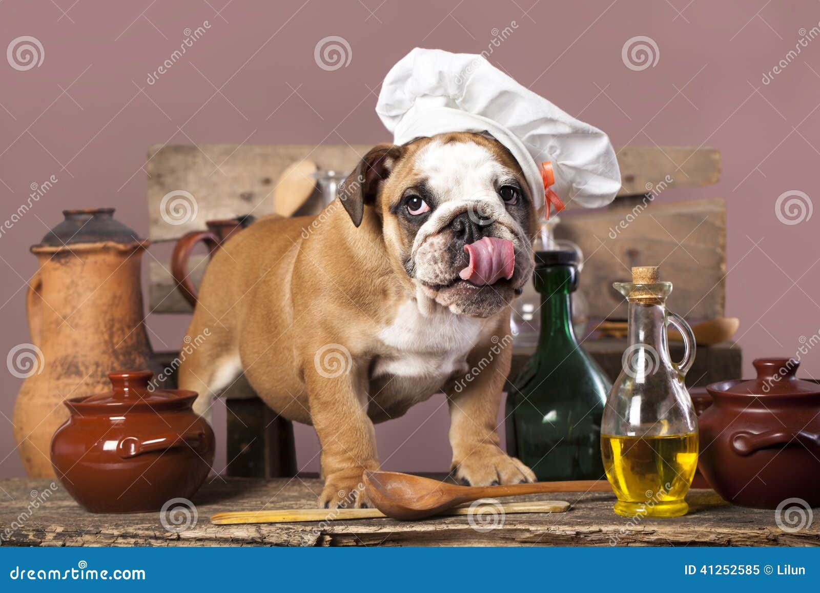 Puppy in chef s hat stock image. Image of english, cooking - 41252585
