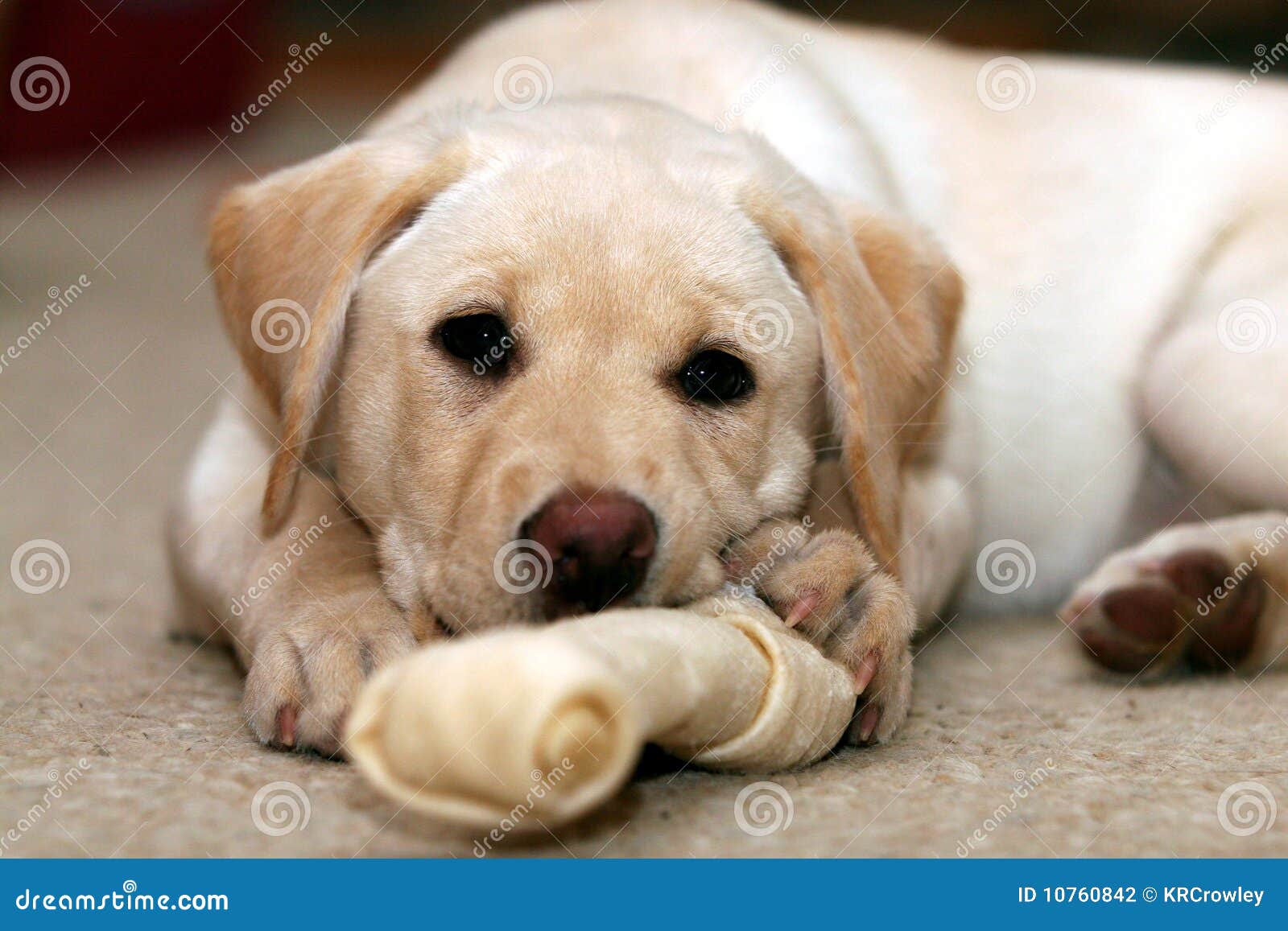 puppy and chew toy