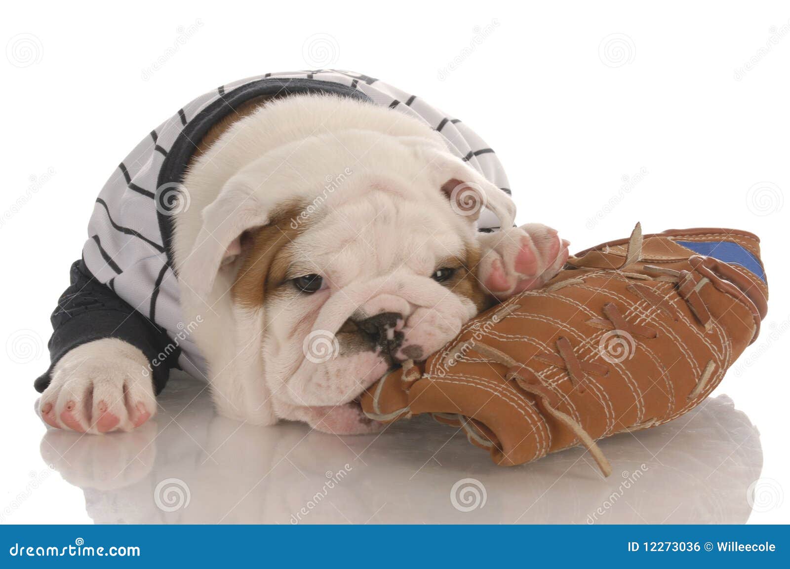 Puppy Chewing on Baseball Glove Stock Photo Image of cubs, baseball