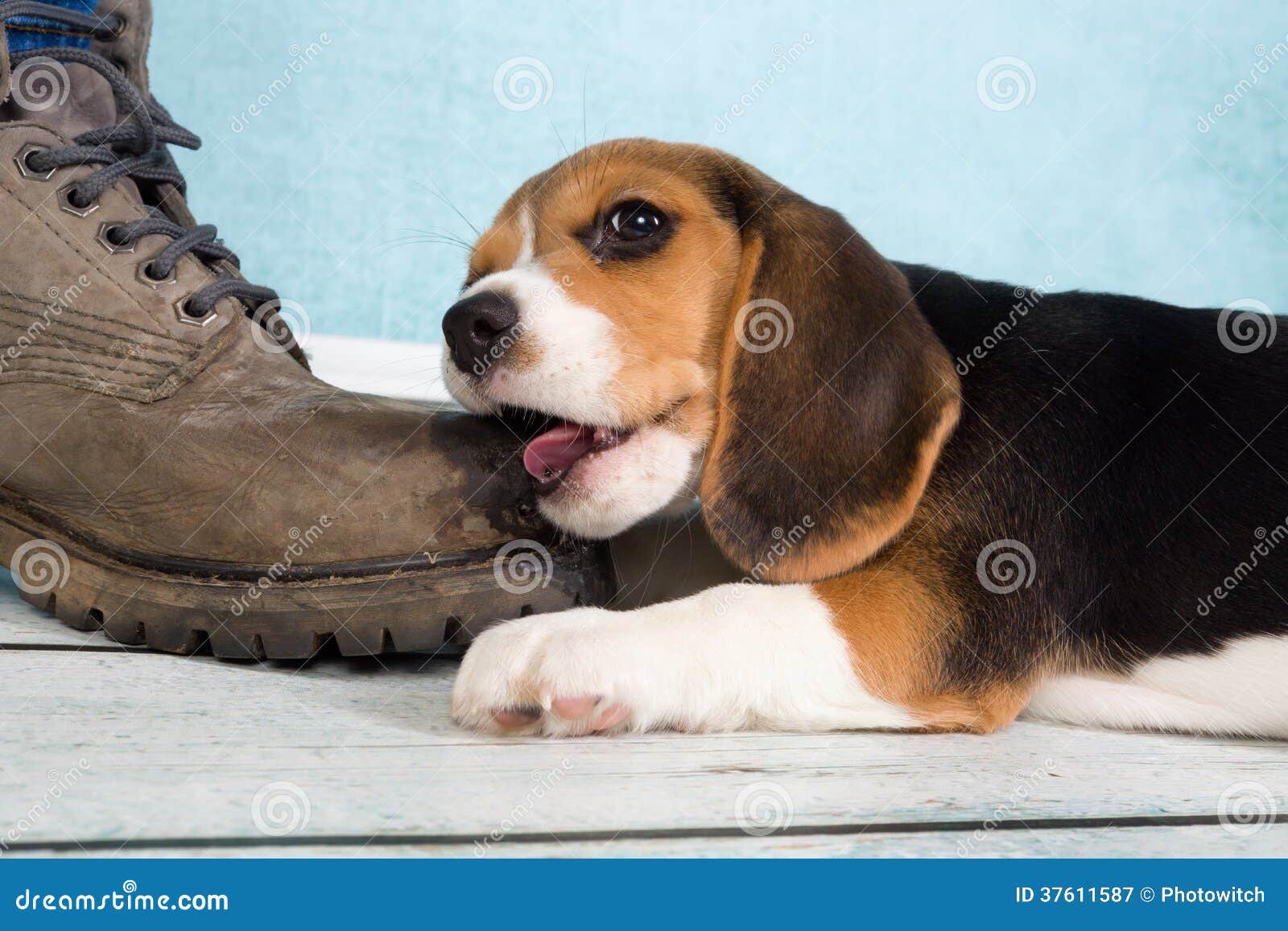 puppy chewing on foot