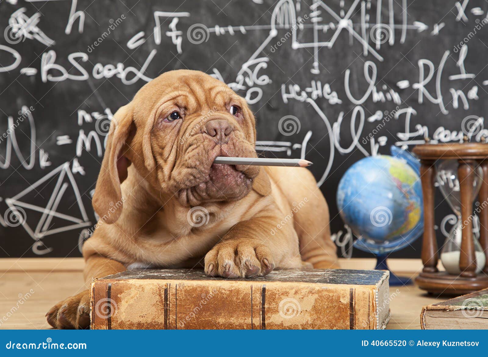 Puppy chewing a pencil stock photo. Image of mastiff - 40665520