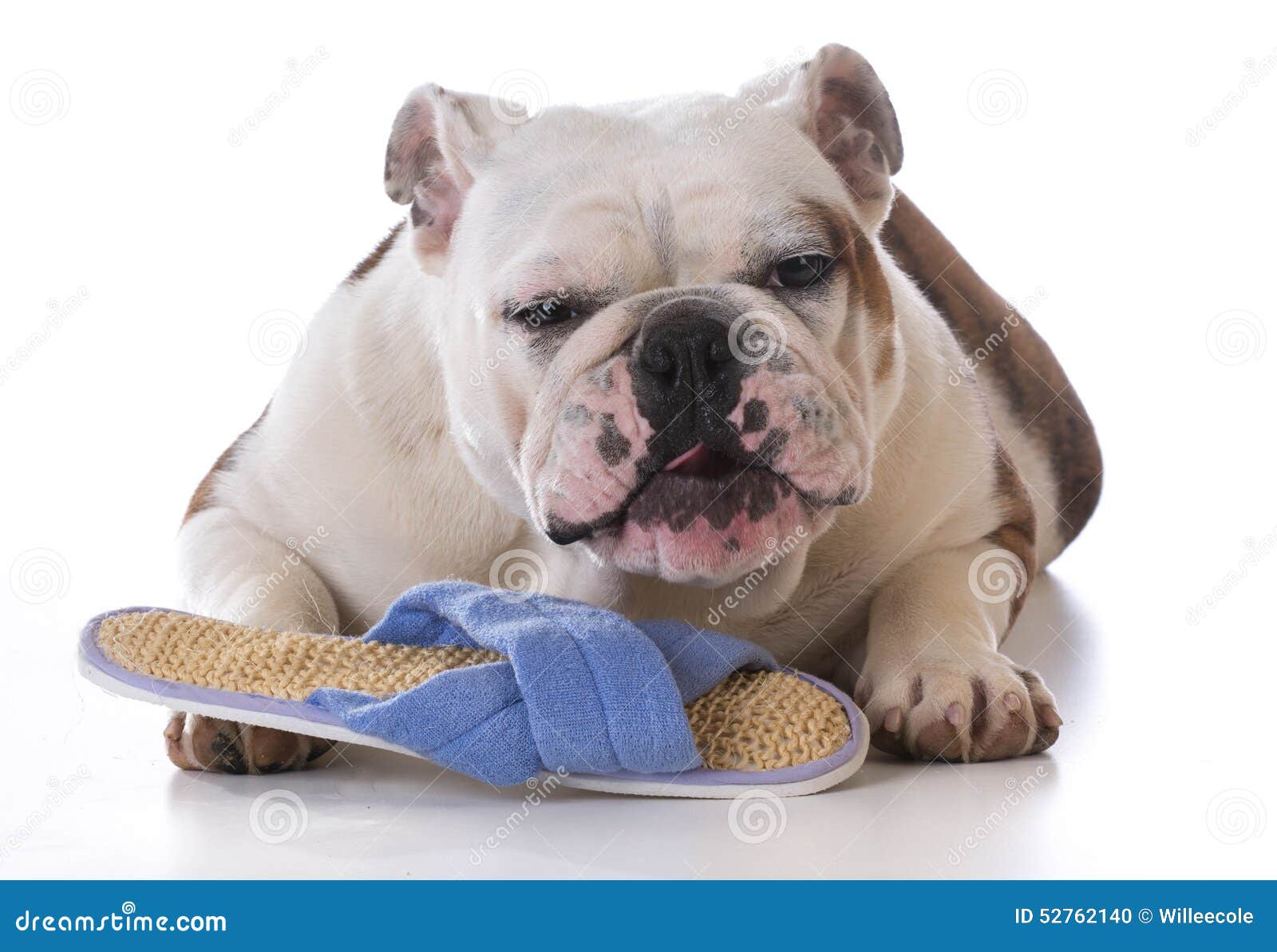 Puppy chewing slipper stock photo. Image of pampered 52762140