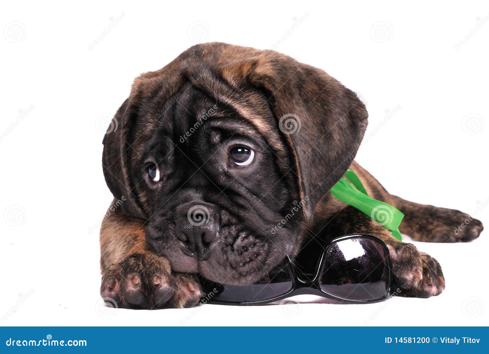 Puppy chewing sunglasses stock photo. Image of boxer 14581200