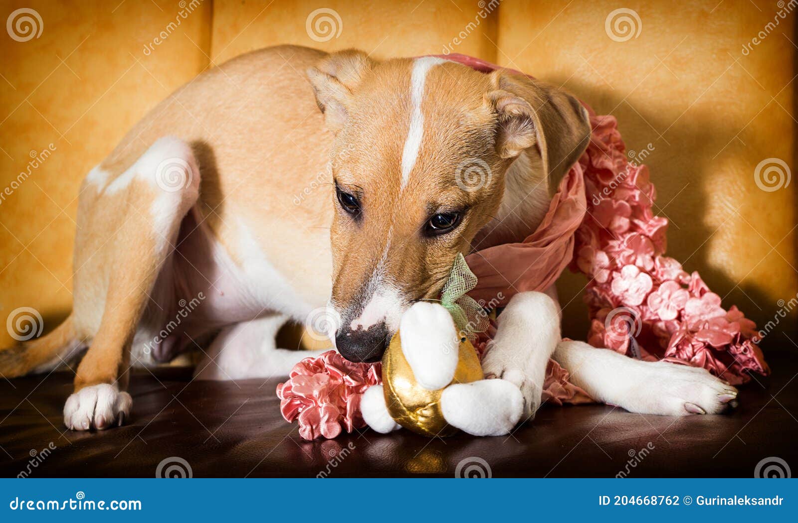 Puppy chews a toy stock photo. Image of home, chews 204668762