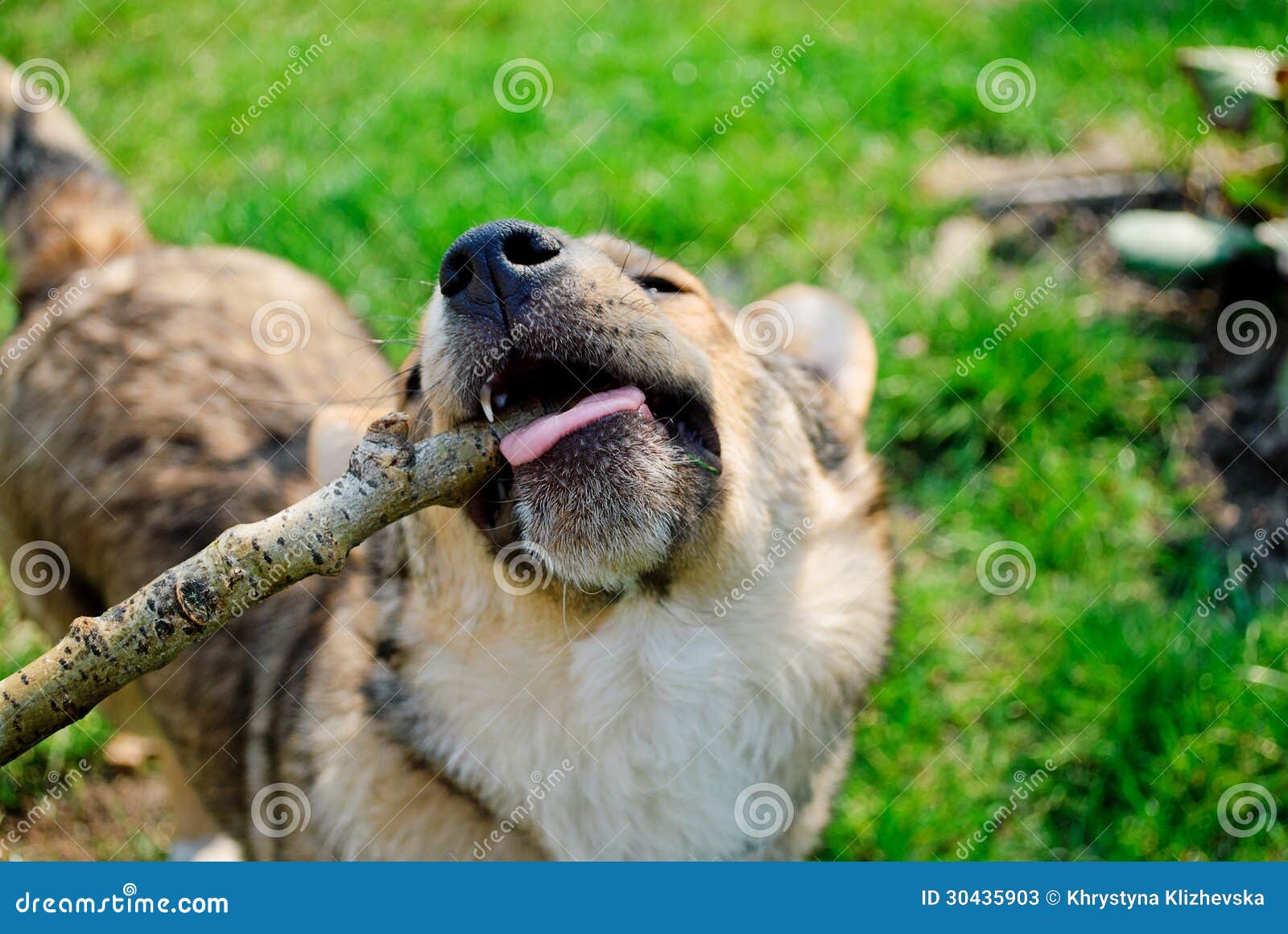Puppy chews stock image. Image of obedient, animal, doggie 30435903