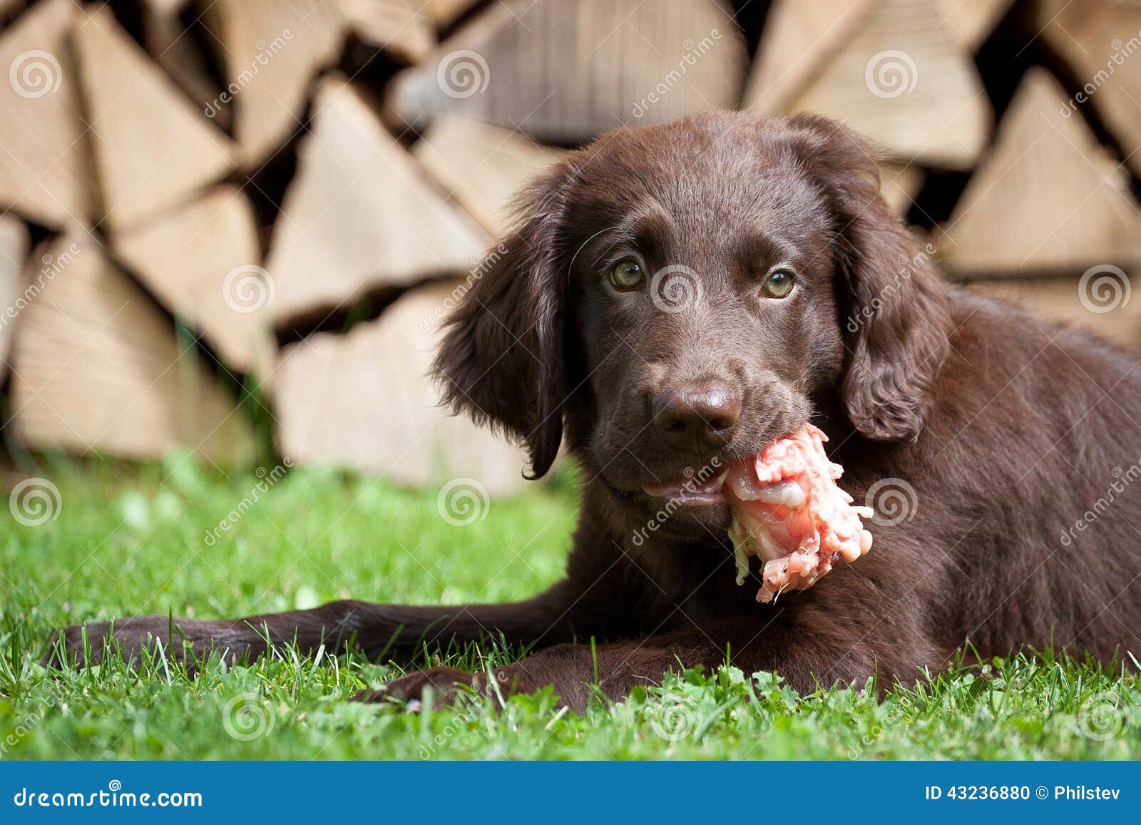 Puppy it a chicken carcass stock photo. Image of wood 43236880