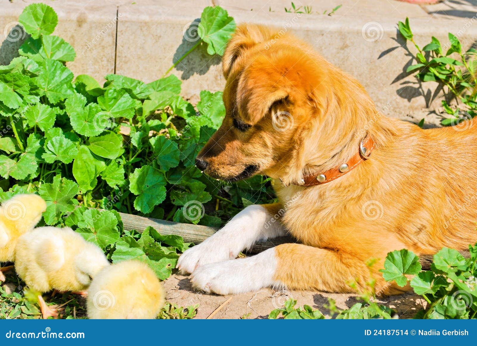 Puppy and chickens stock photo. Image of nice, mammal 24187514