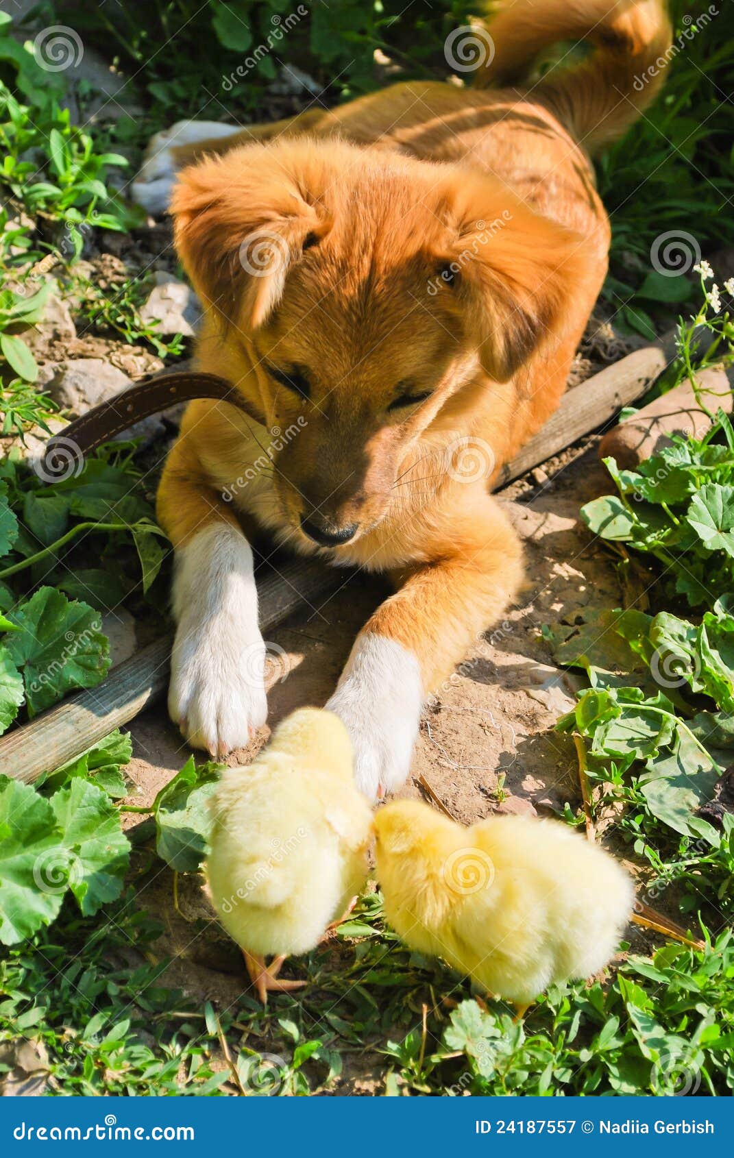 Puppy and chickens stock image. Image of interacting 24187557