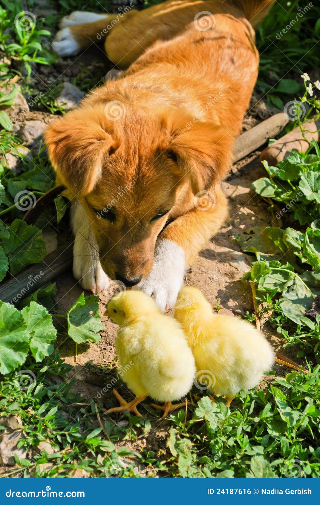 Puppy and chickens stock photo. Image of cute, chick 24187616