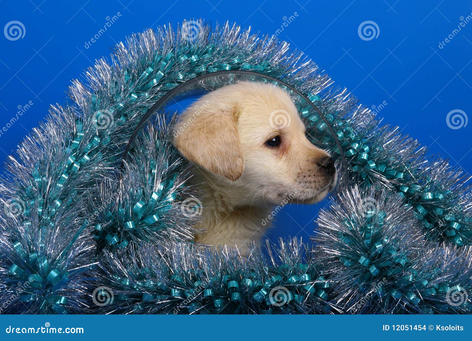 Puppy with a Christmas Tinsel. Stock Photo Image of retriever, animal