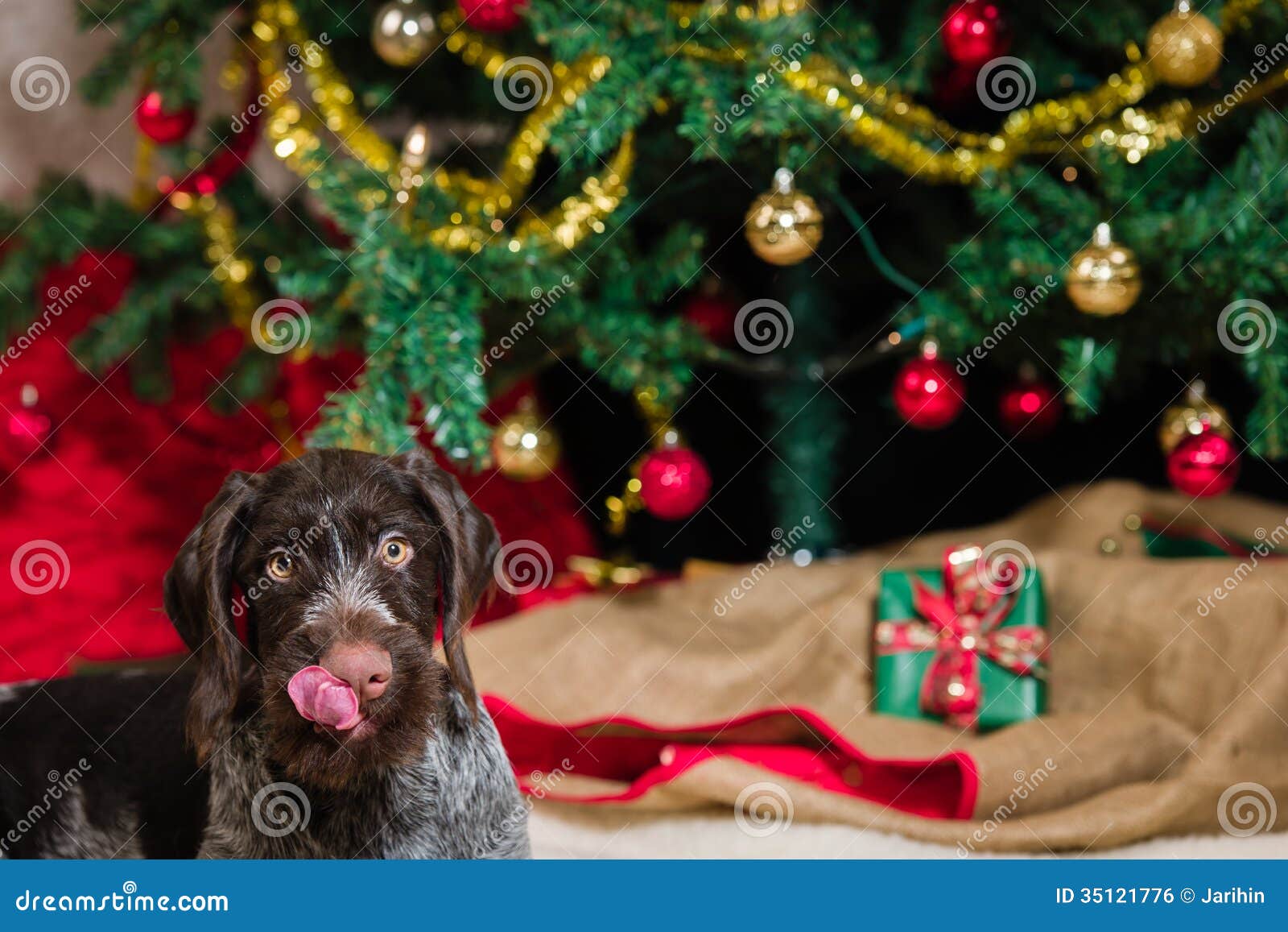 Puppy and Christmas tree stock photo. Image of puppy 35121776