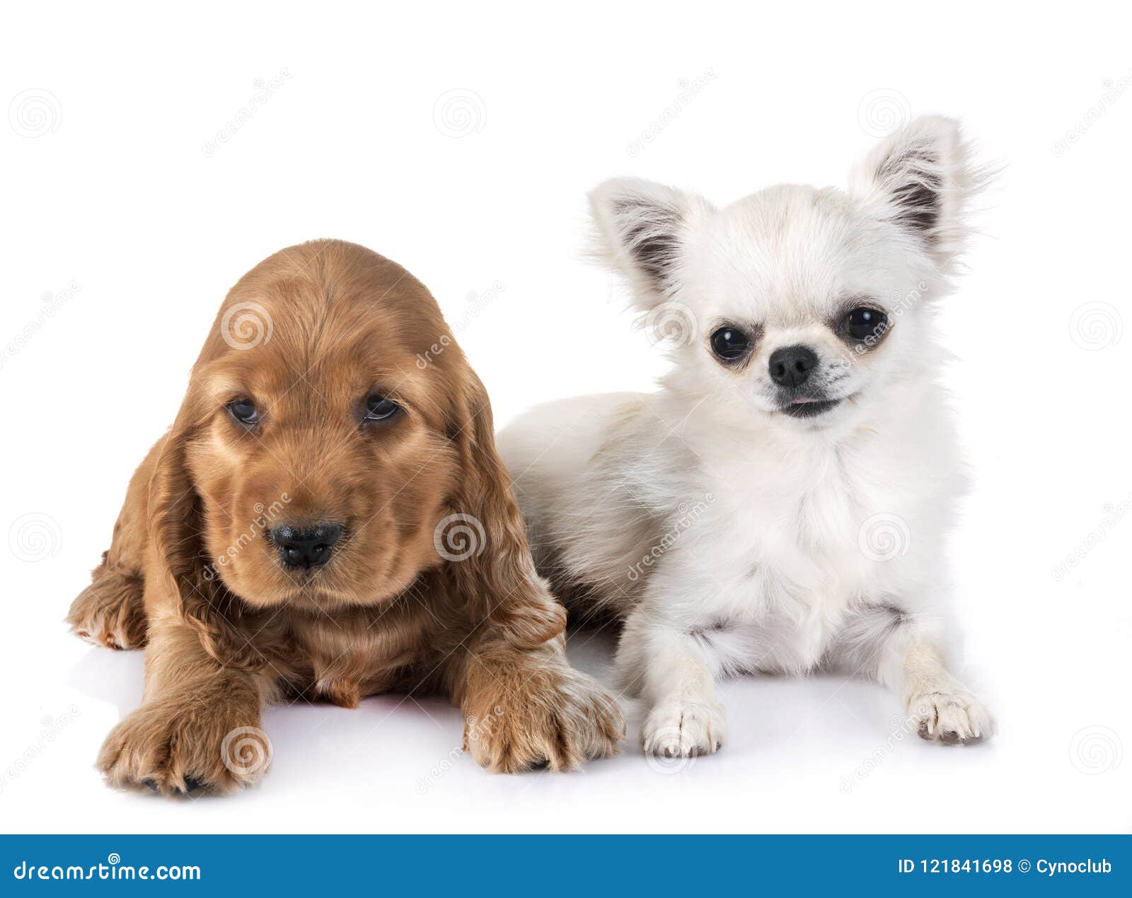 cocker spaniel chihuahua