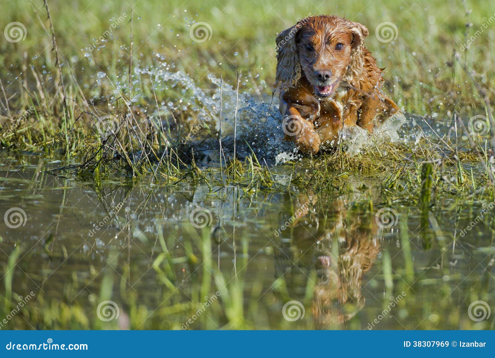 Puppy Cocker Spaniel Playing in the Water Stock Image Image of mammal, cute 38307969