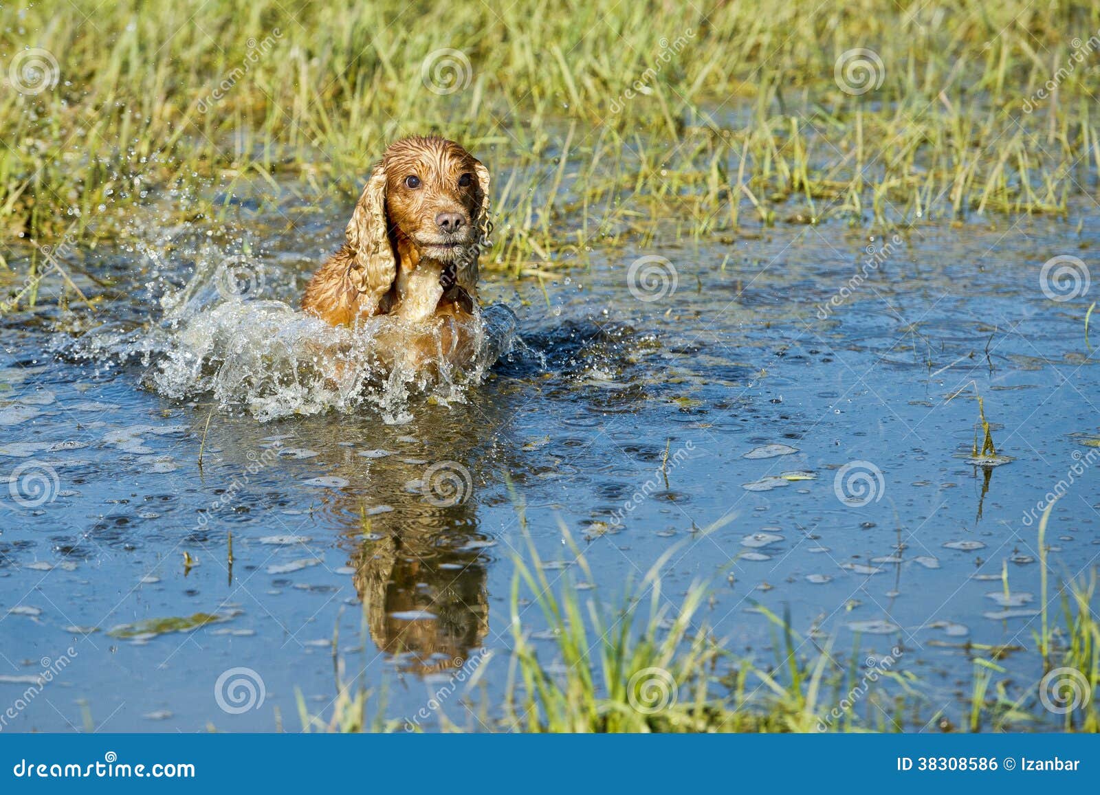 Puppy Cocker Spaniel Playing in the Water Stock Photo Image of grass, brown 38308586