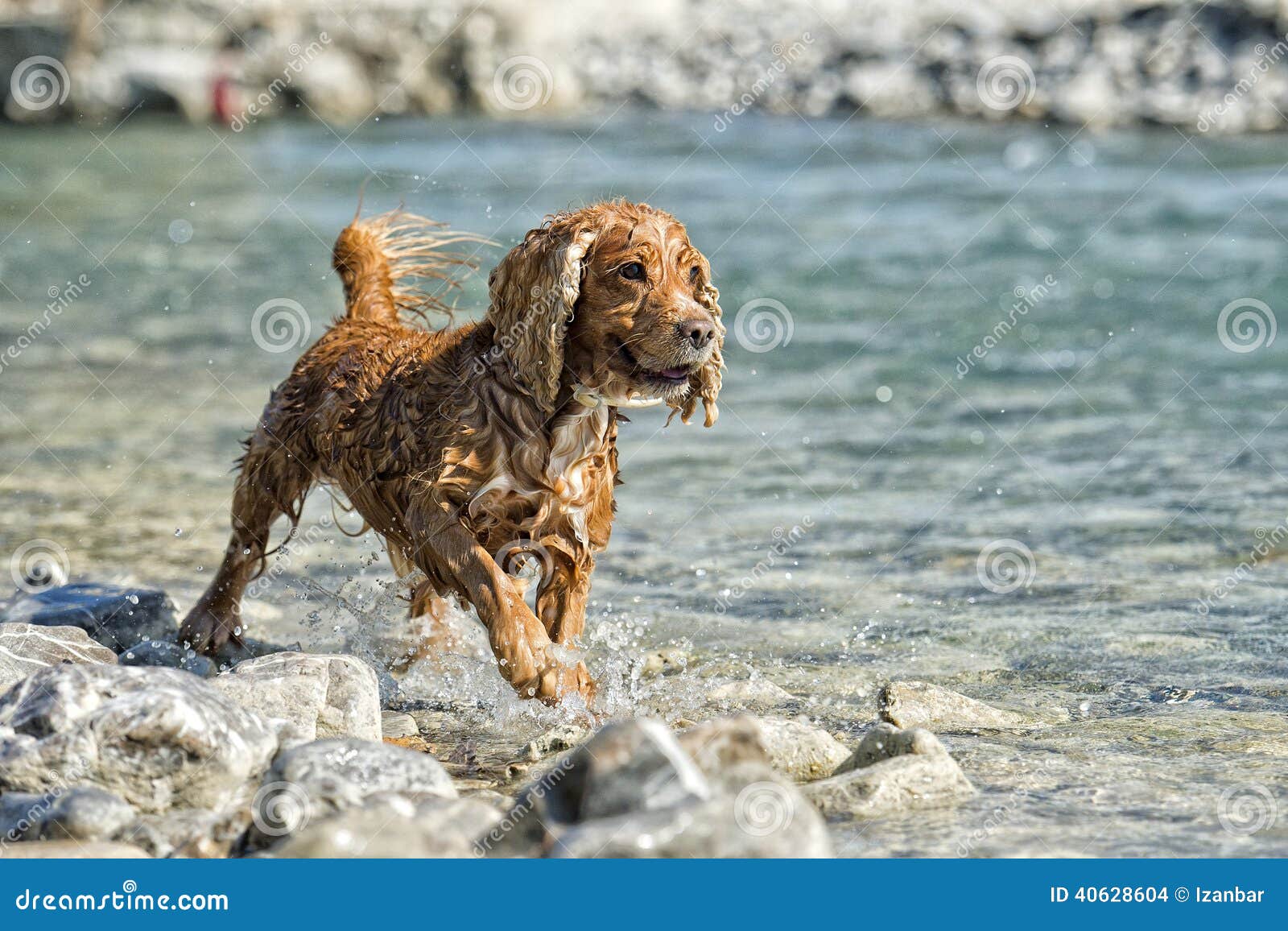 Puppy Cocker Spaniel Playing in the Water Stock Photo Image of brown, grass 40628604