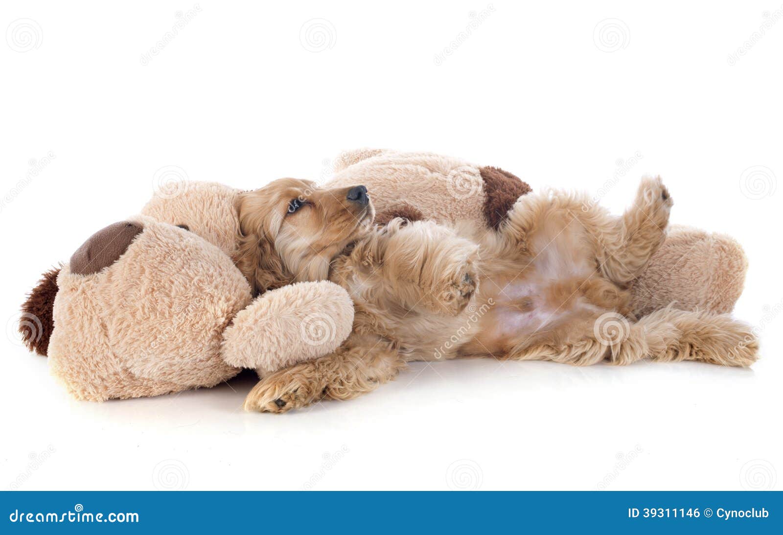 Puppy Cocker Spaniel and Toy Stock Photo - Image of cuddly, friends ...
