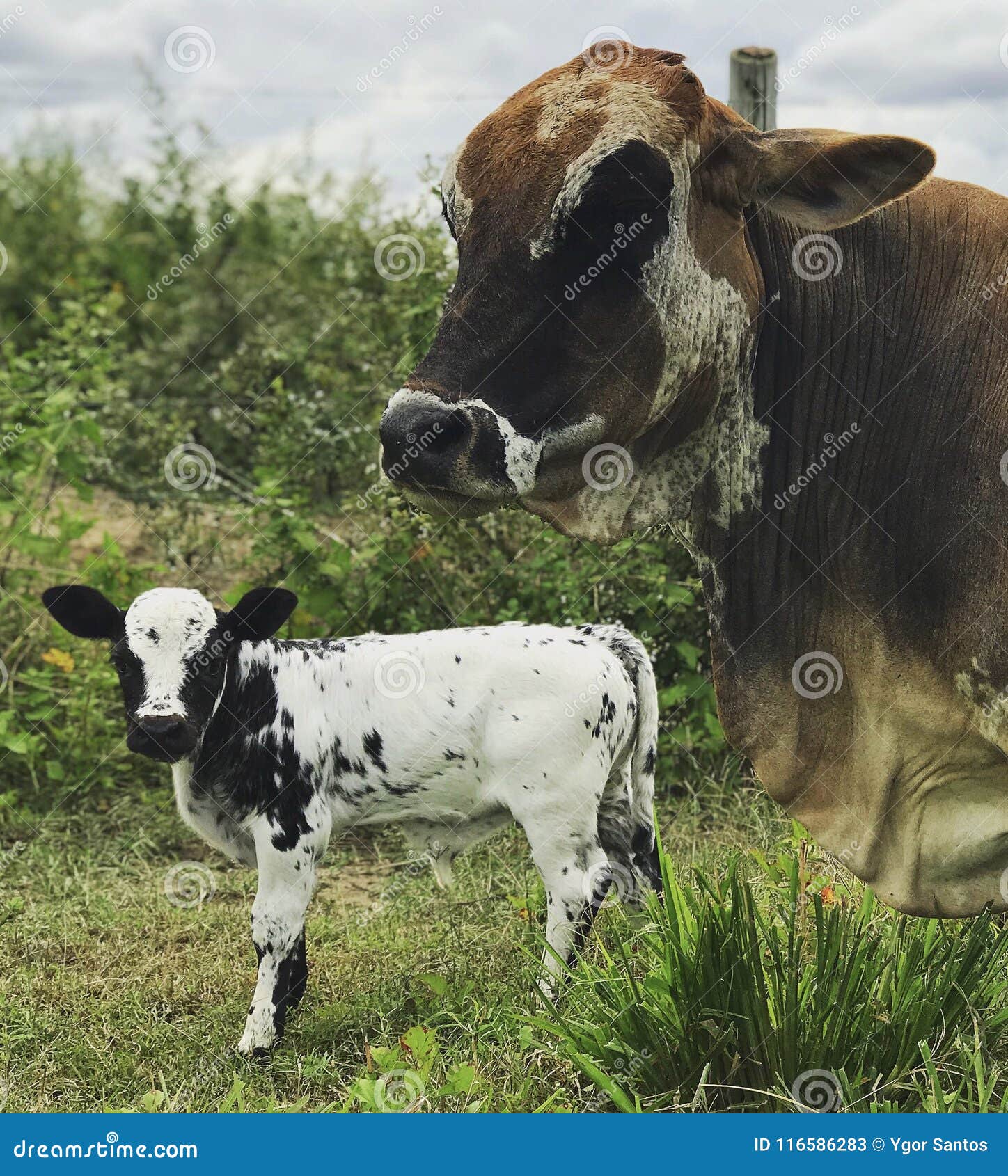 Puppy cow stock image. Image of together, animal, calf 116586283