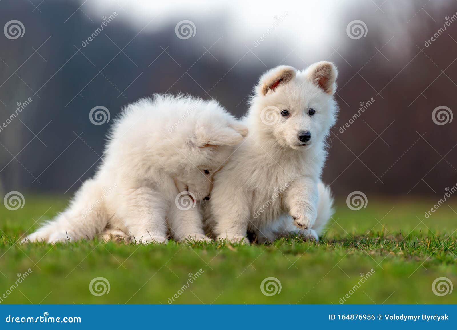Puppy Cute White Swiss Shepherd Dog Portrait on Meadow Stock Photo ...