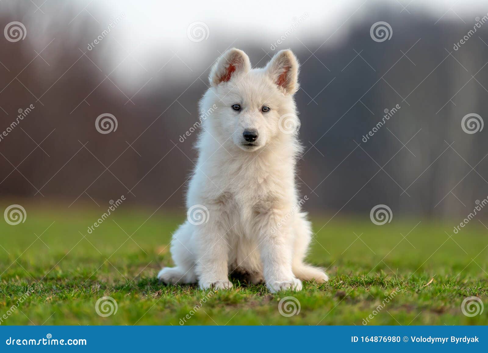 Puppy Cute White Swiss Shepherd Dog Portrait on Meadow Stock Photo ...