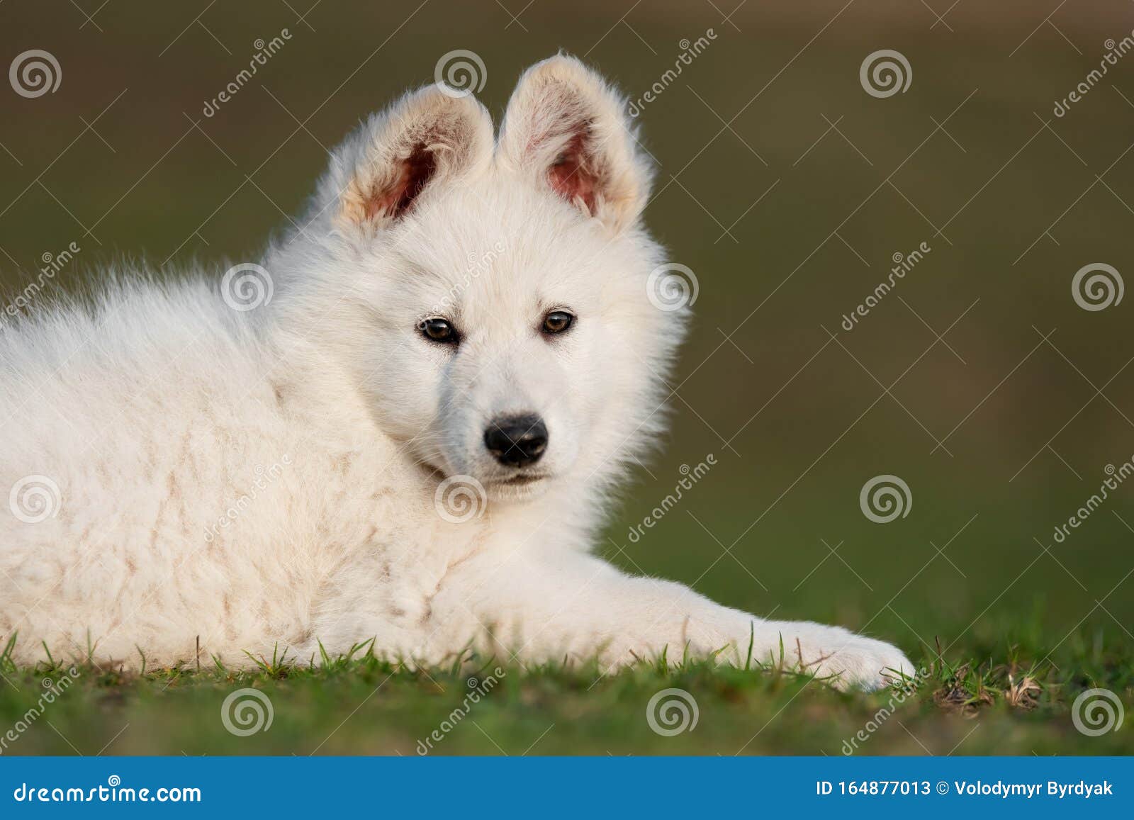 Puppy Cute White Swiss Shepherd Dog Portrait on Meadow Stock Image ...