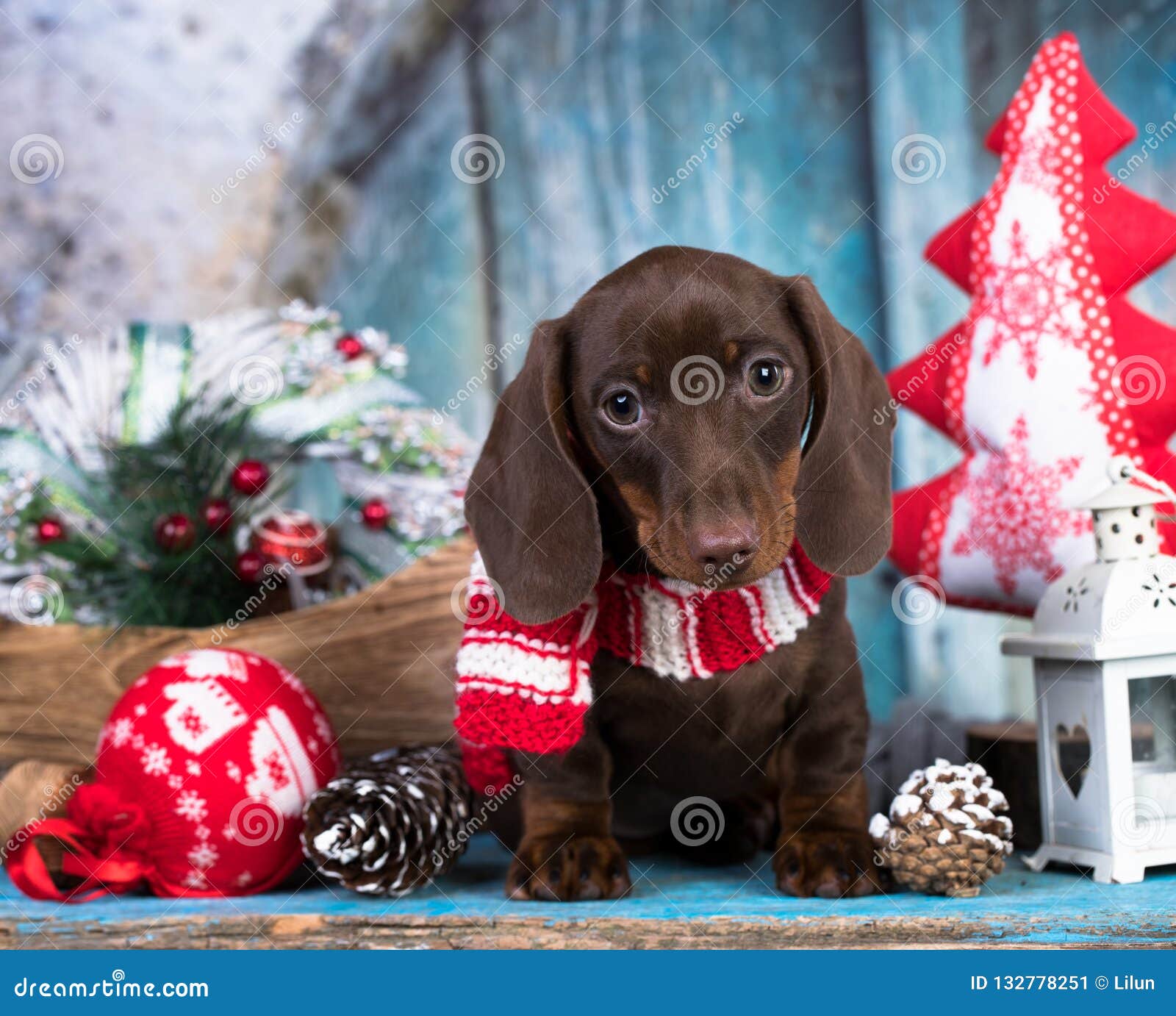 daschund christmas