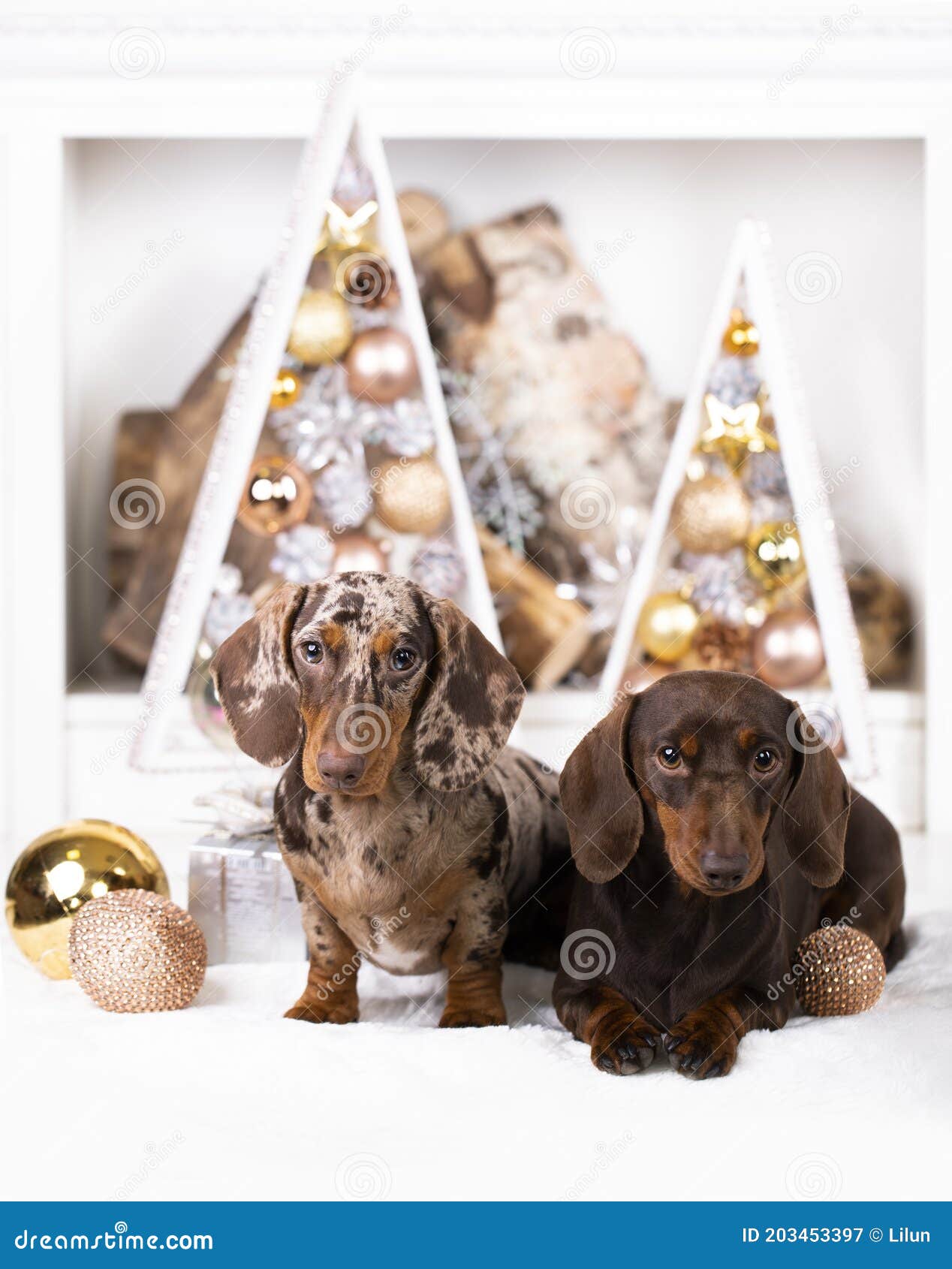 Tvo Dog Dachshund, New Year`s Puppy, Christmas Dog Stock