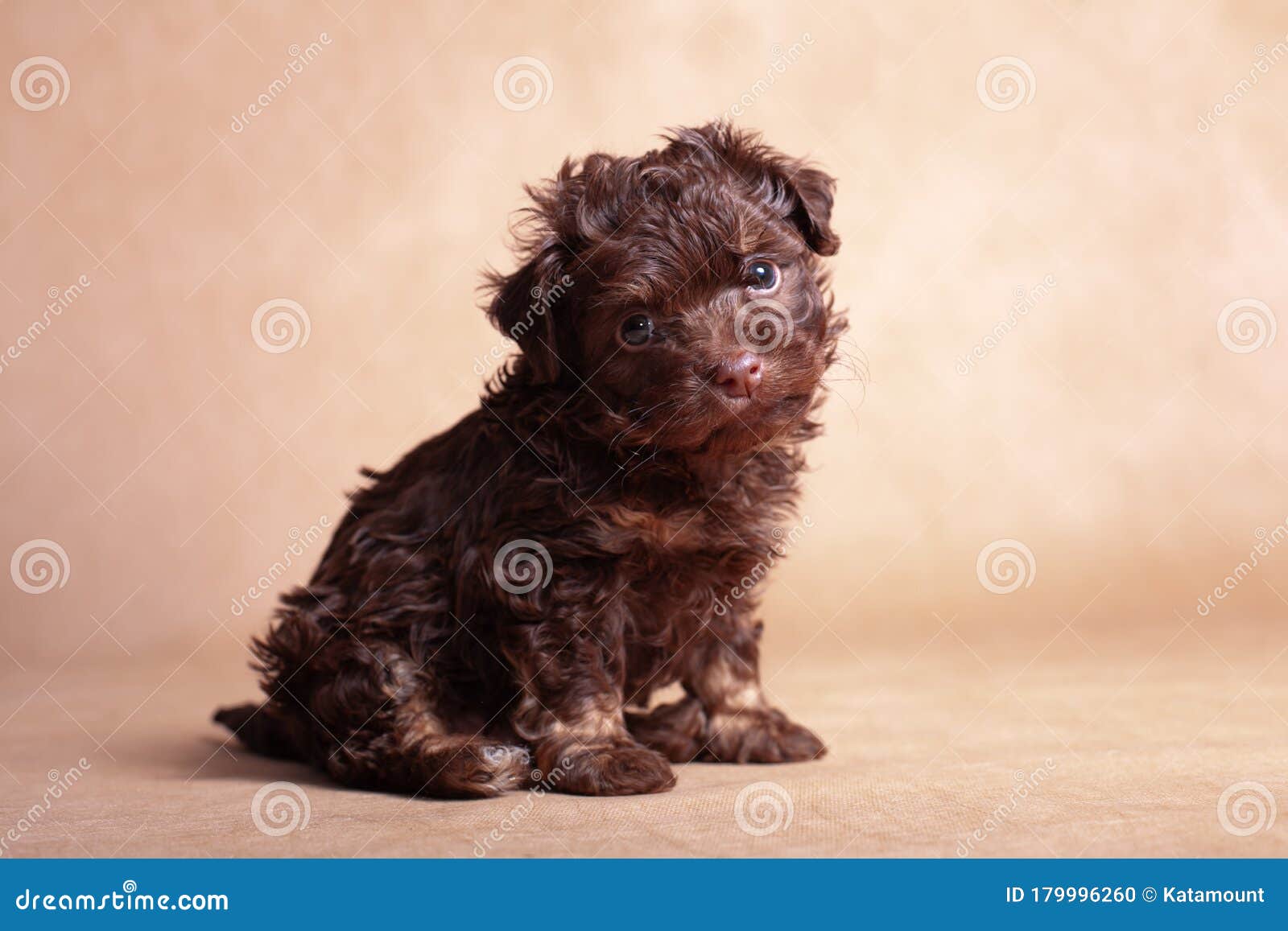 russian poodle puppies