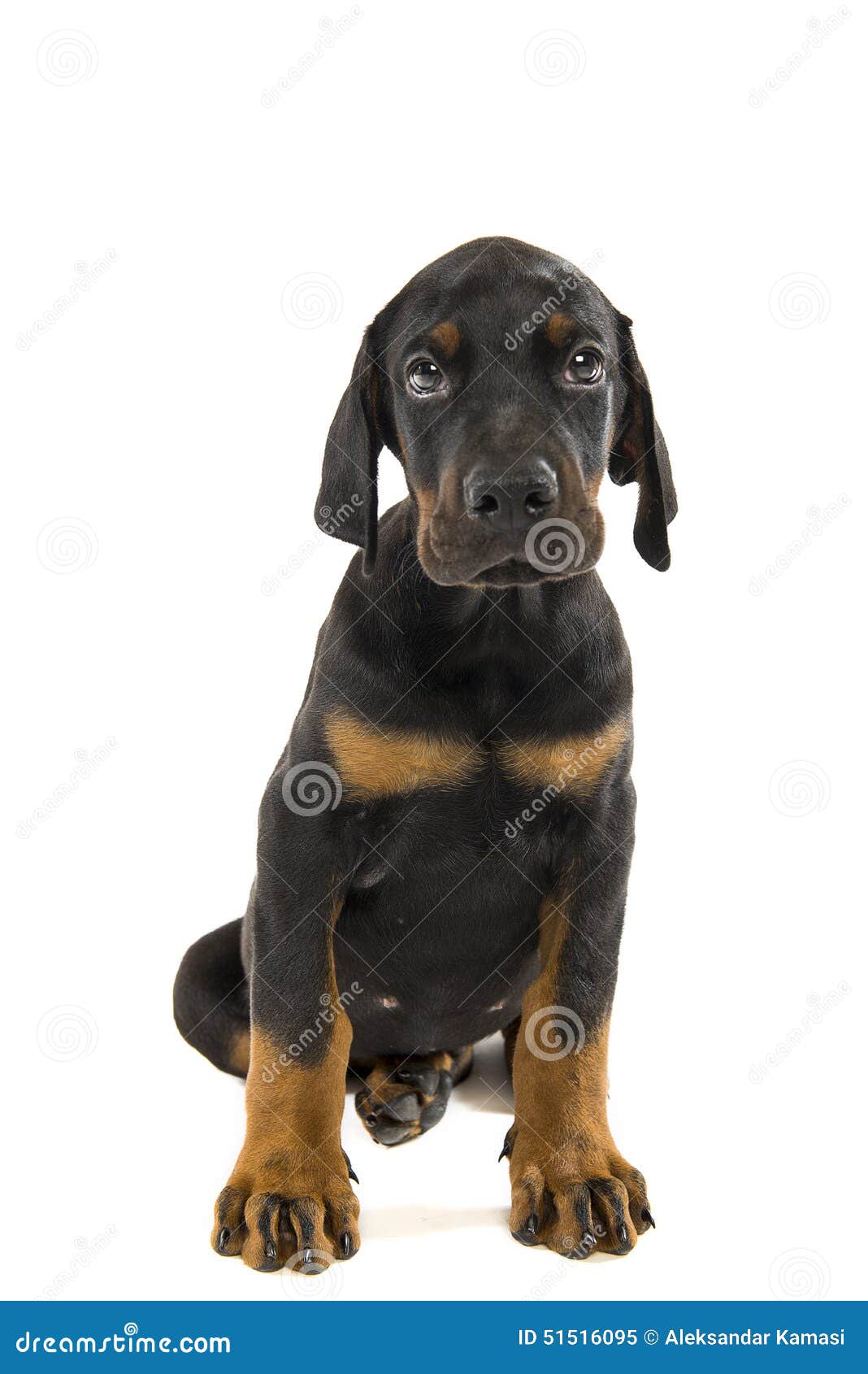 puppy of doberman pinscher