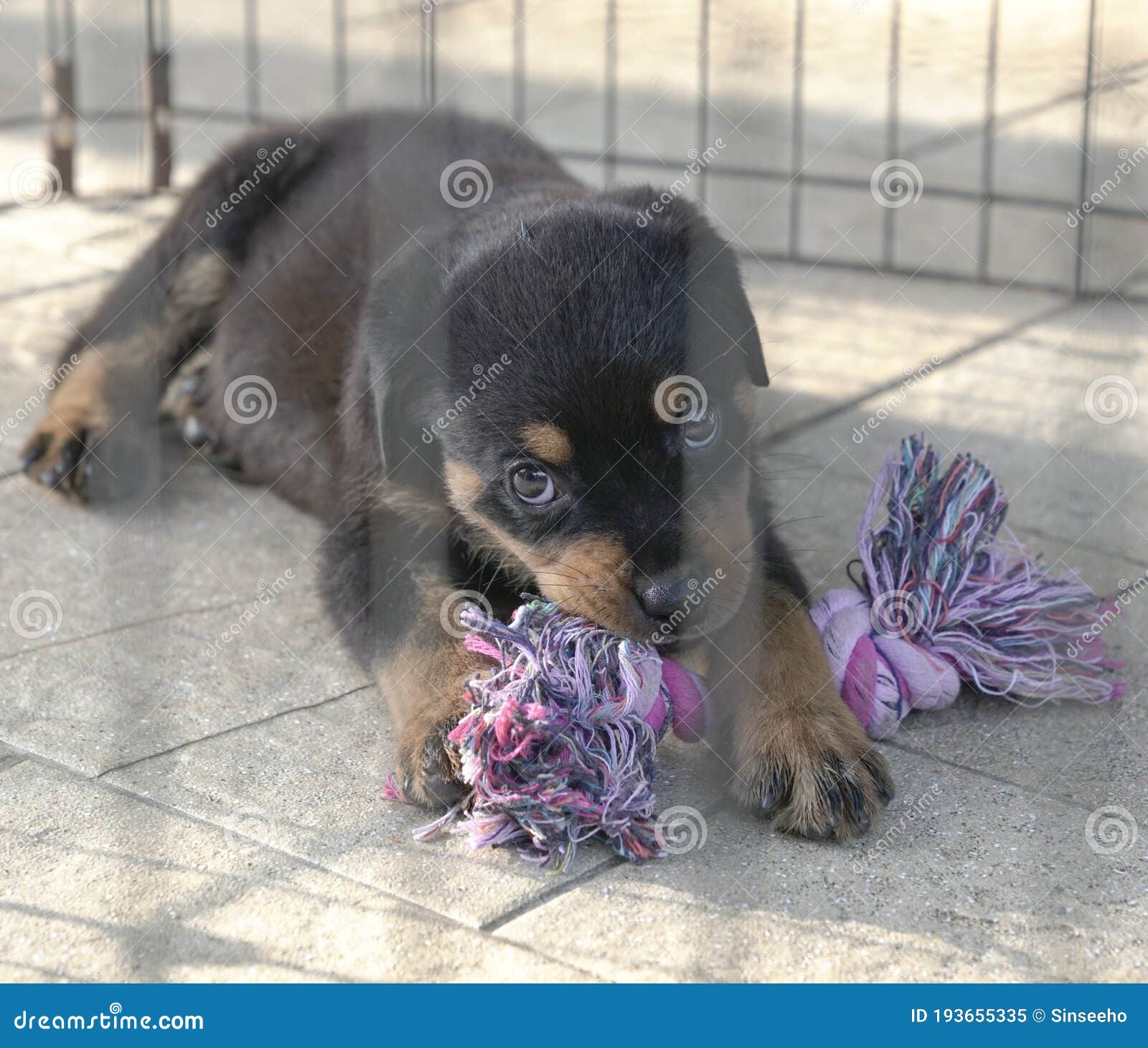 Puppy Dog Biting a Toy Inside Cage Stock Image Image of biting