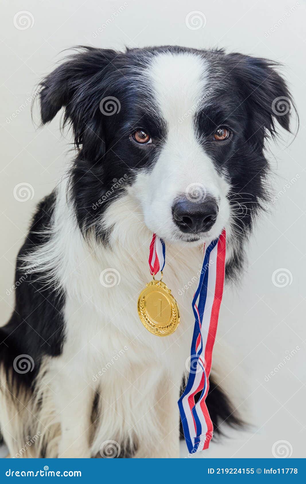 Puppy Dog Border Collie Holding Winner or Champion Gold Trophy Medal in Mouth Isolated on White Background. Winner Stock Image - Image of portrait, contest: