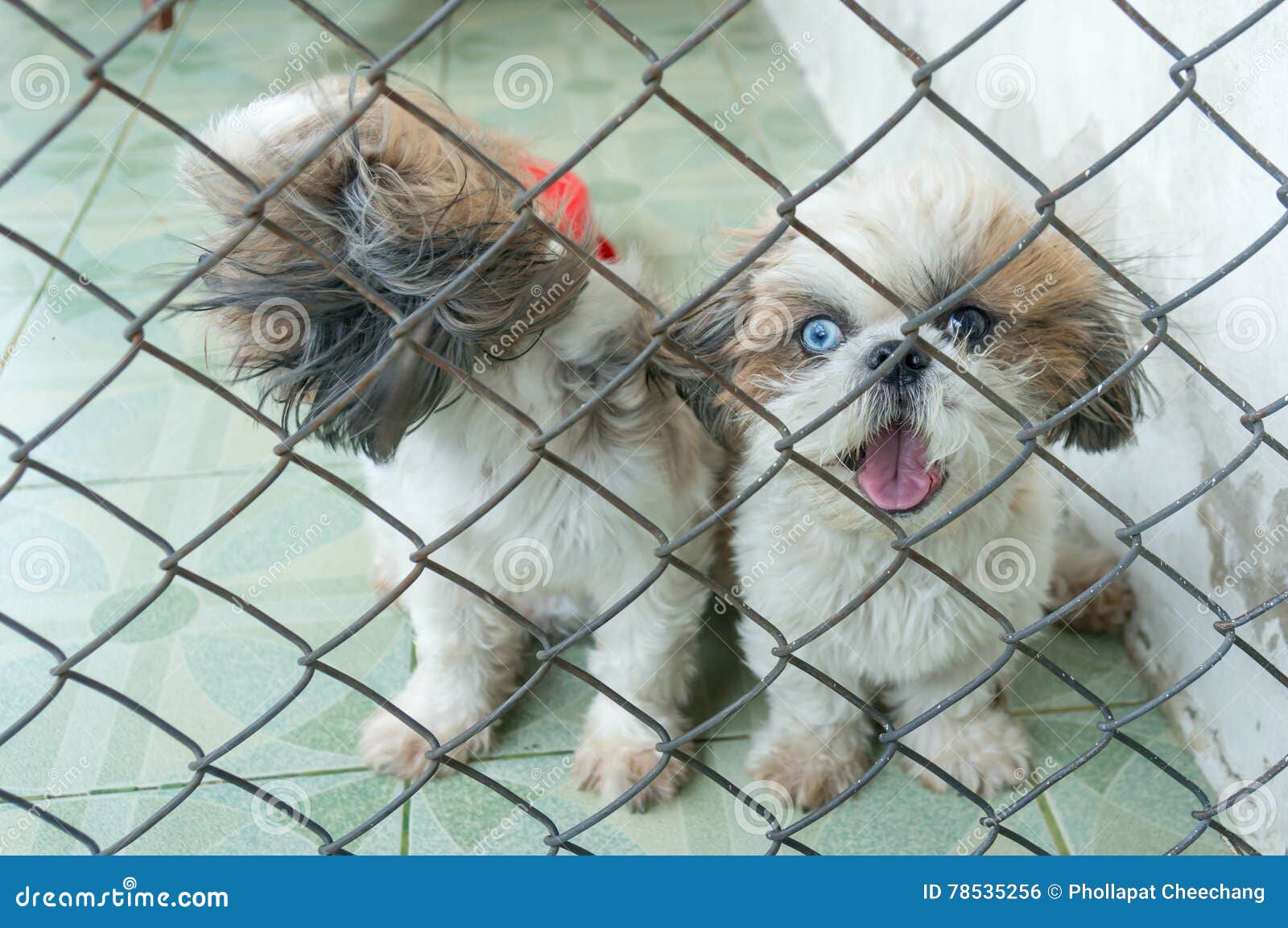 Puppy Dog in Cage and Have Poor Eyesight Stock Photo Image of animal, poor 78535256