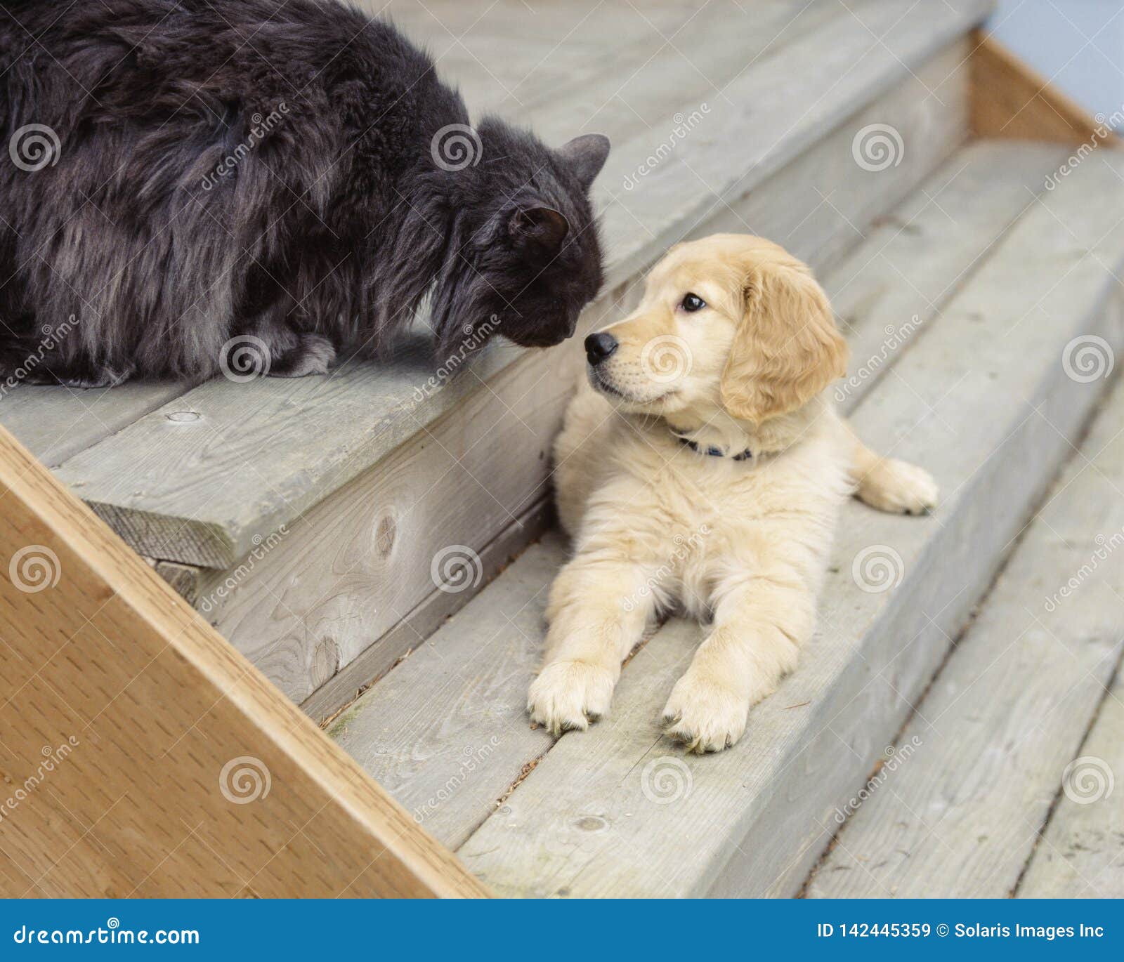 Dog Meeting Another Animal Stock Photos - Free & Royalty-Free Stock Photos  from Dreamstime