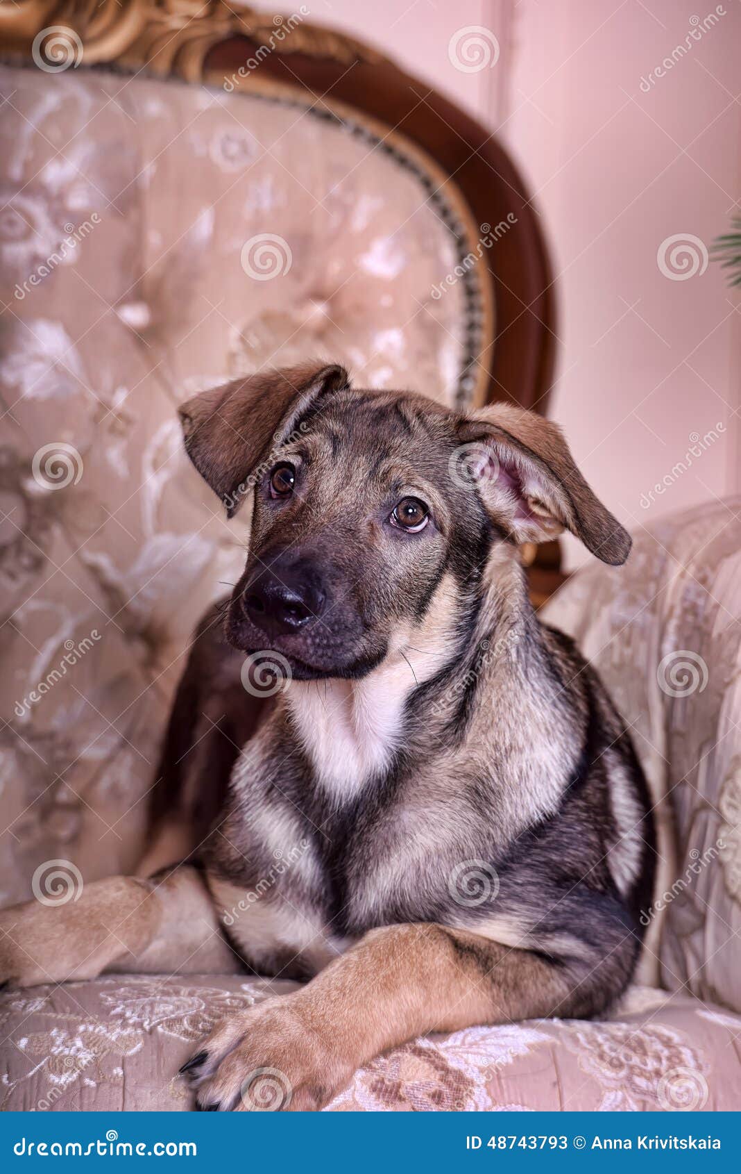 Puppy dog on the couch stock image. Image of front, dogs 48743793