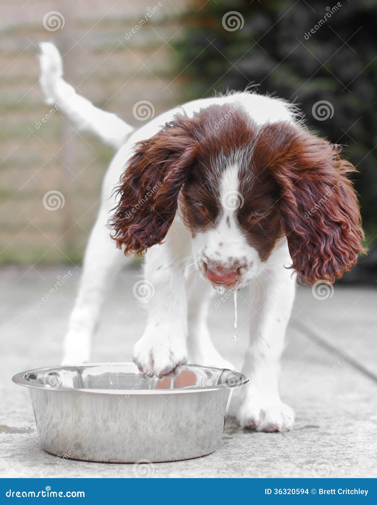 Puppy Dog Drinking Water Stock Photo Image Of Drinking 36320594