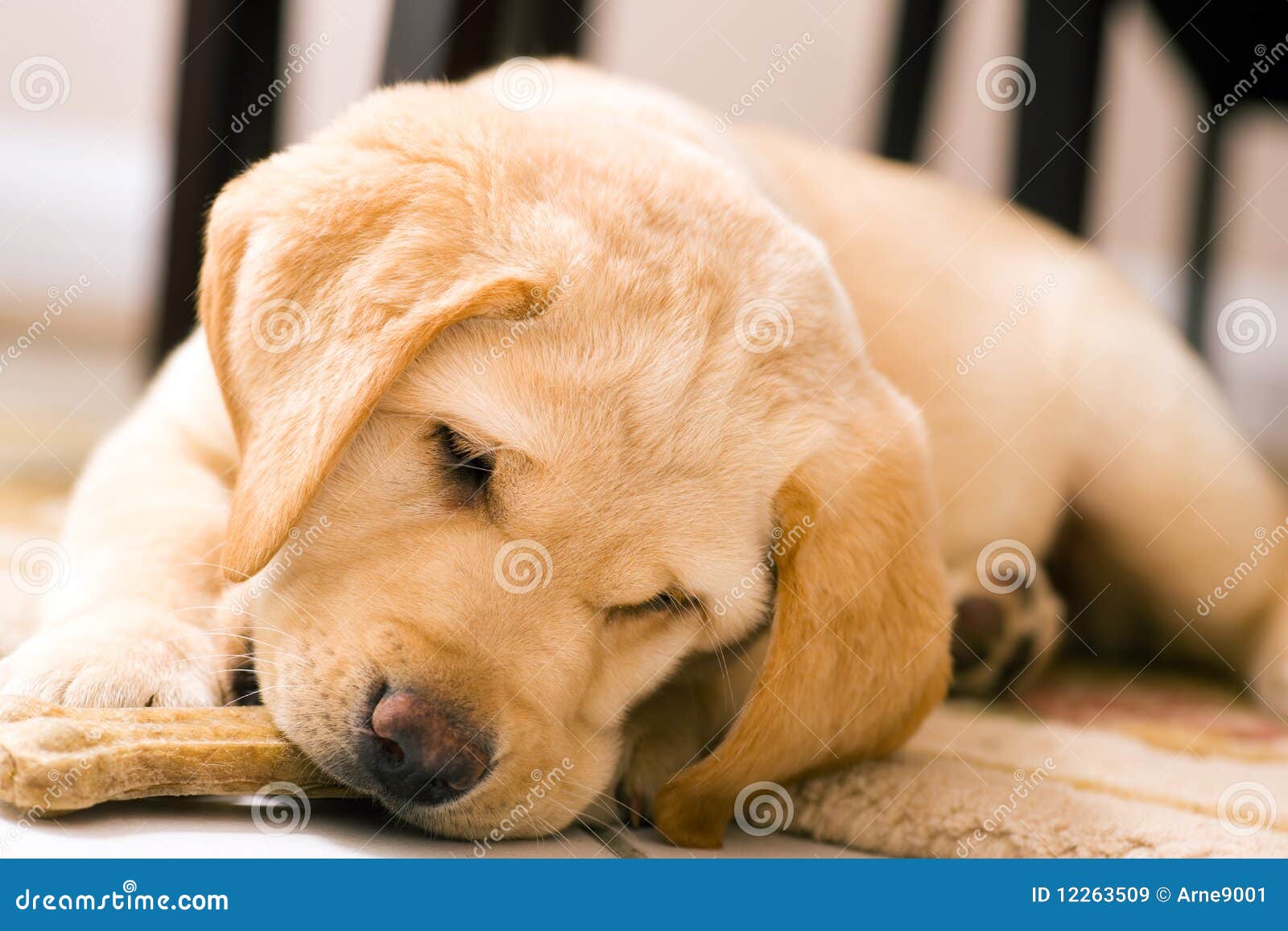 Puppy dog eating toy bone stock image. Image of cute 12263509