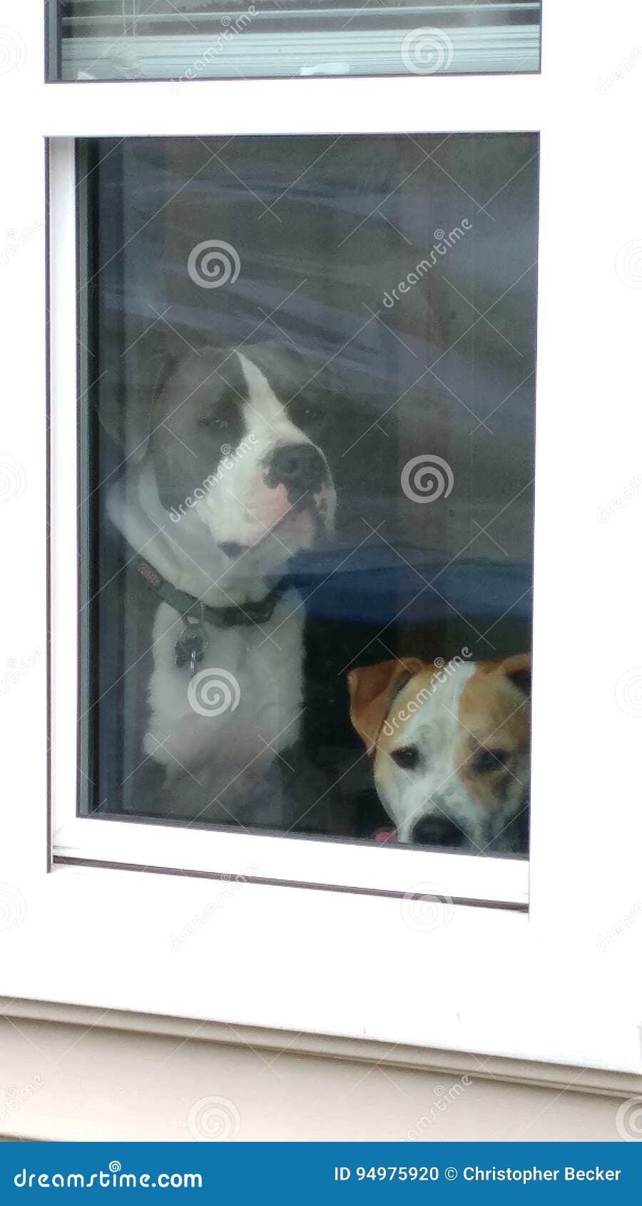 Puppy Dog Face Window Sad Face Meme Stock Photo Image Of Window Turned 94975920